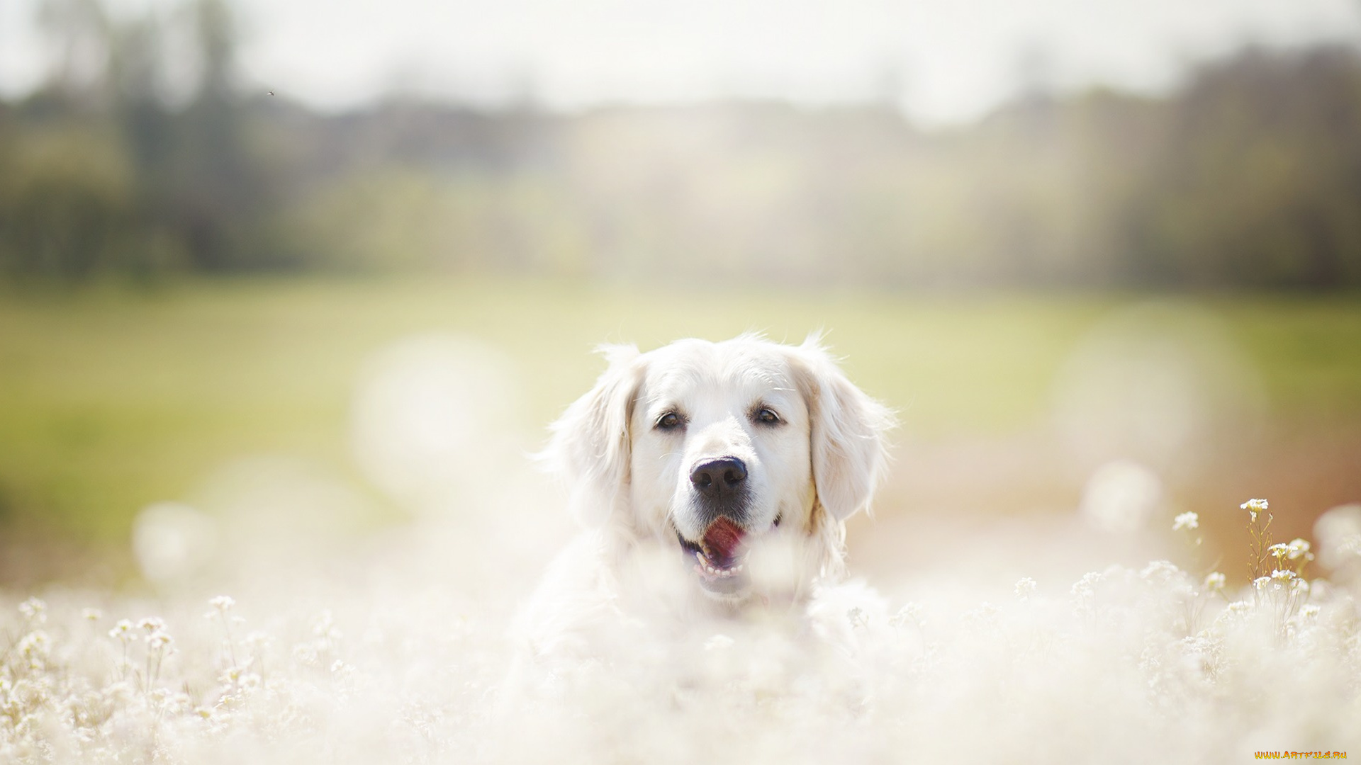 животные, собаки, друг, взгляд, собака