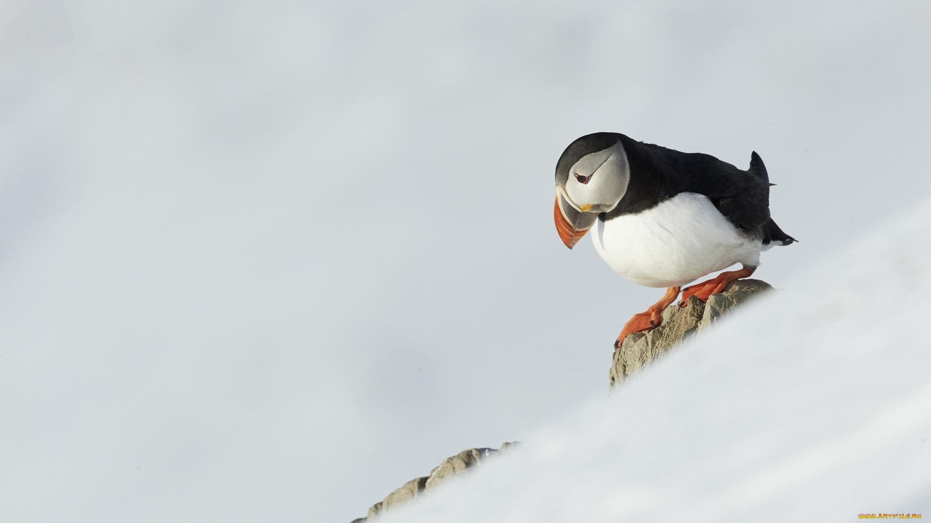 животные, тупики, склон, камни, снег, птица, тупик