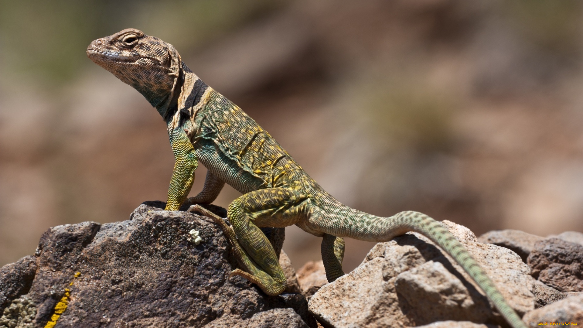 животные, Ящерицы, , игуаны, , вараны, камни, ящерица