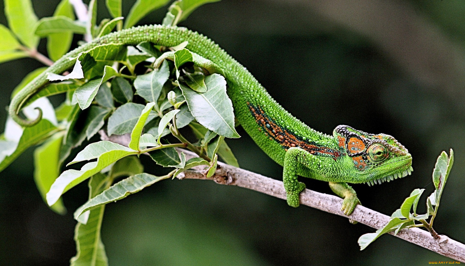 животные, хамелеоны, хамелеон, ветка, зеленый, ящерица