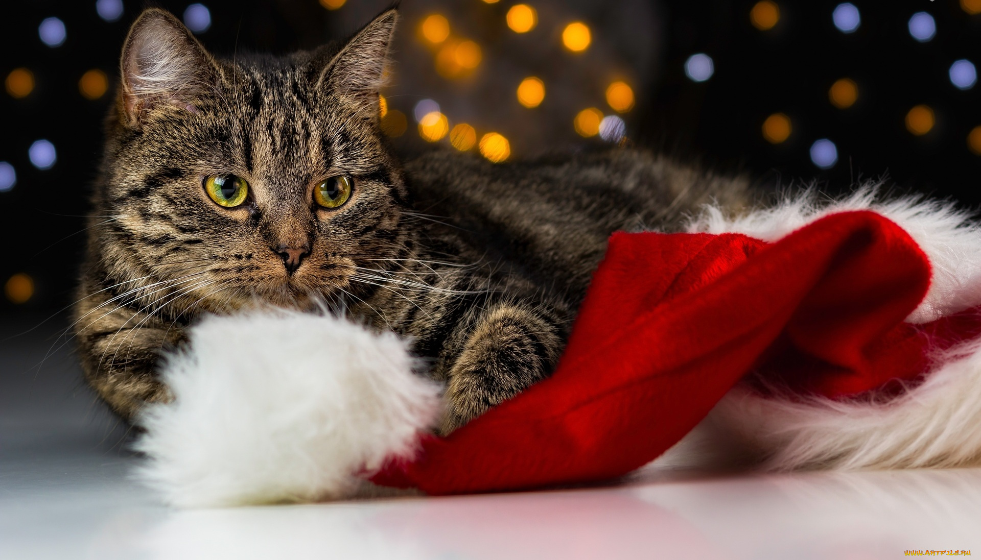 животные, коты, шапка, полосатый, кот