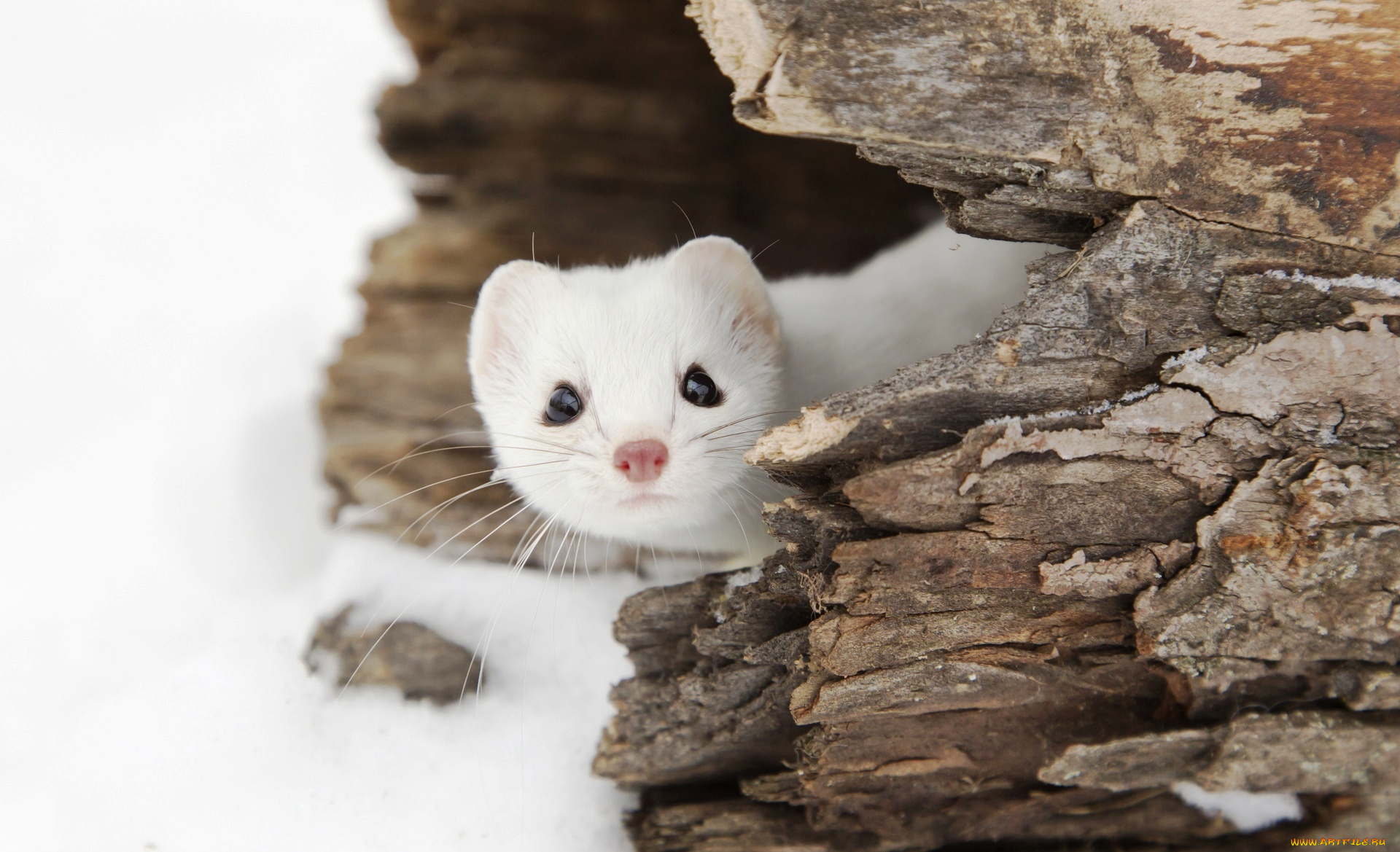 животные, хорьки, , куницы, , горностаи, , ласки, , соболи, скала, камни, горностай, зима, снег