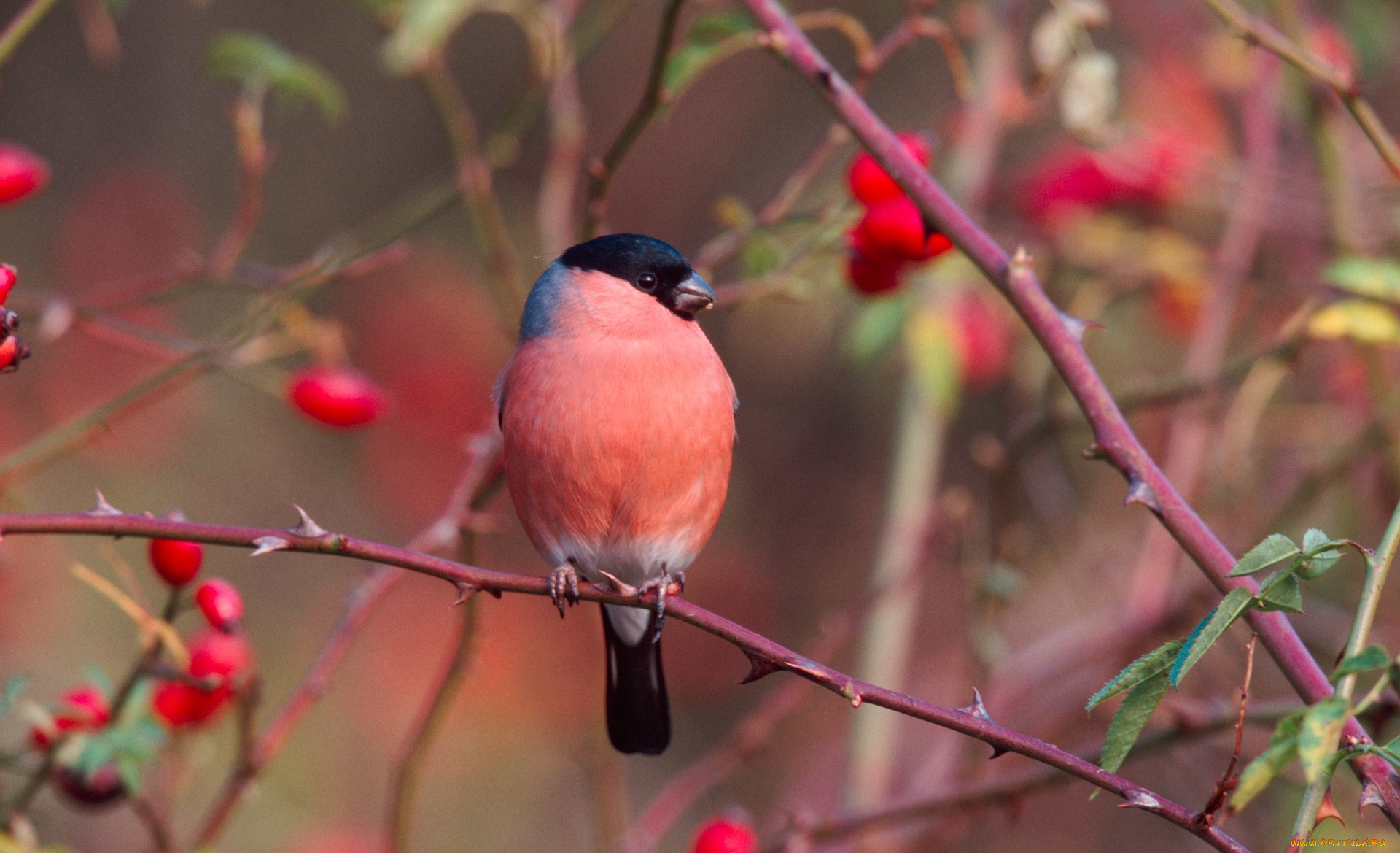 животные, снегири, ягоды, ветки, снегирь, птица