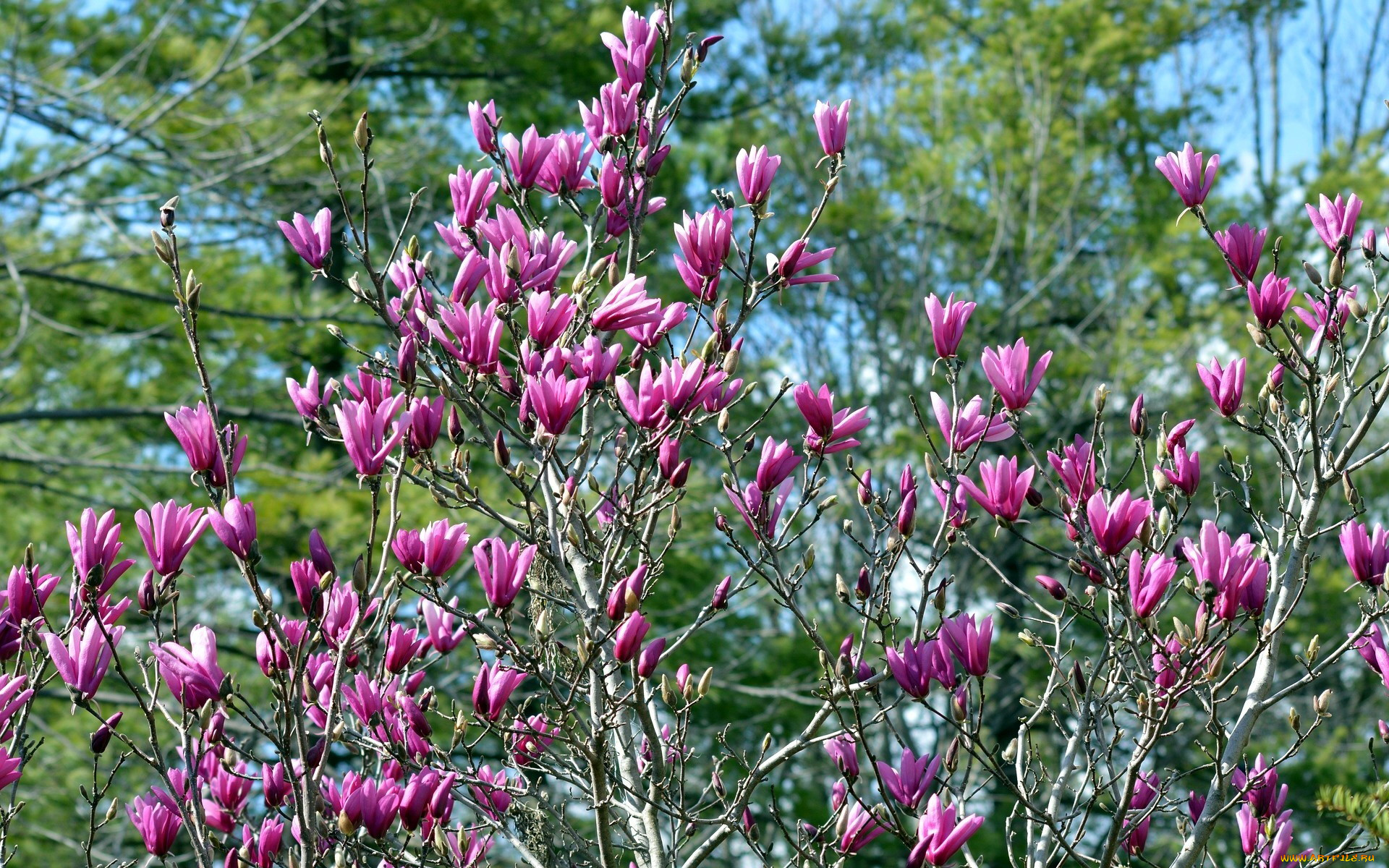 цветы, магнолии, бутоны
