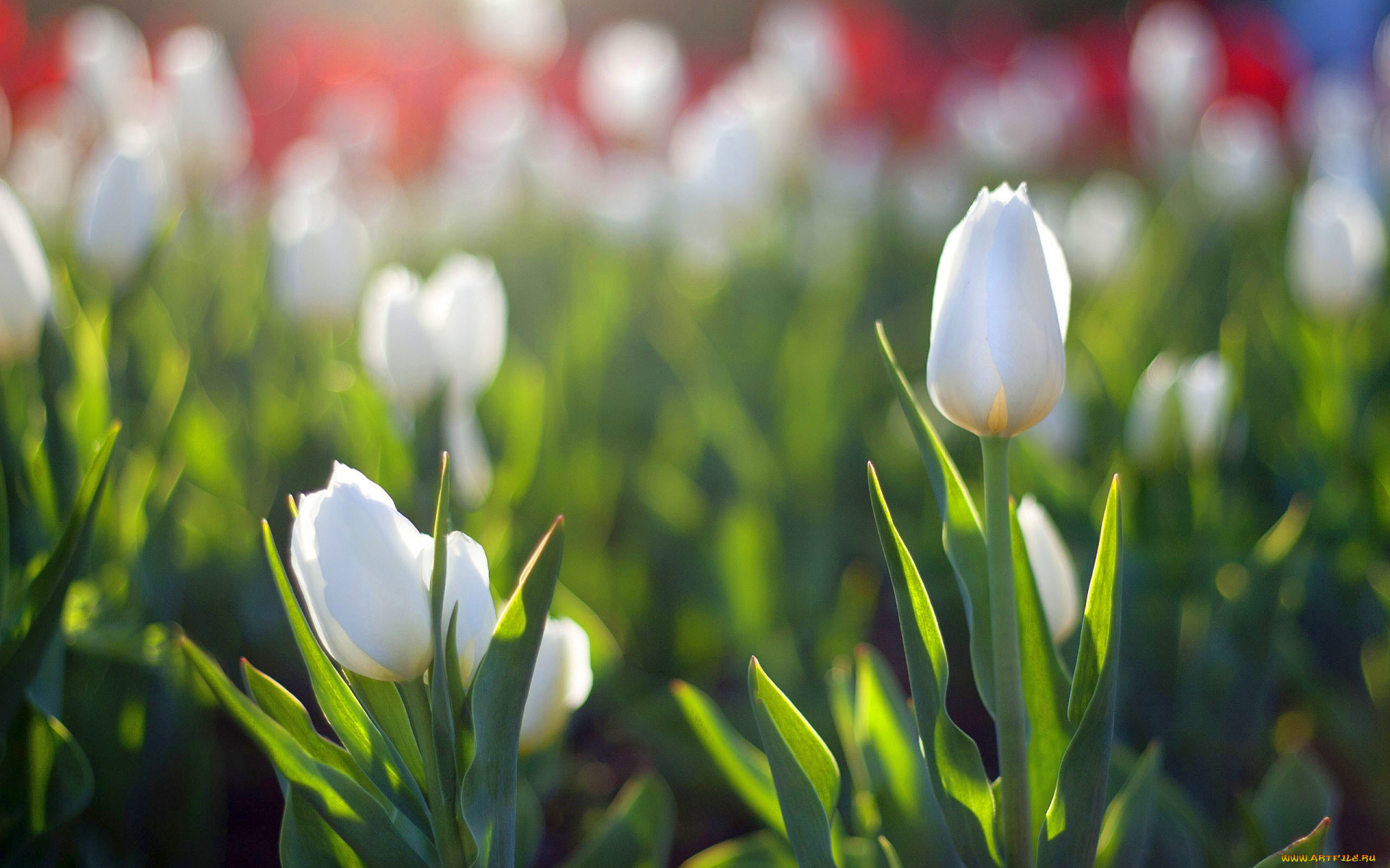 цветы, тюльпаны, клумбы, белые