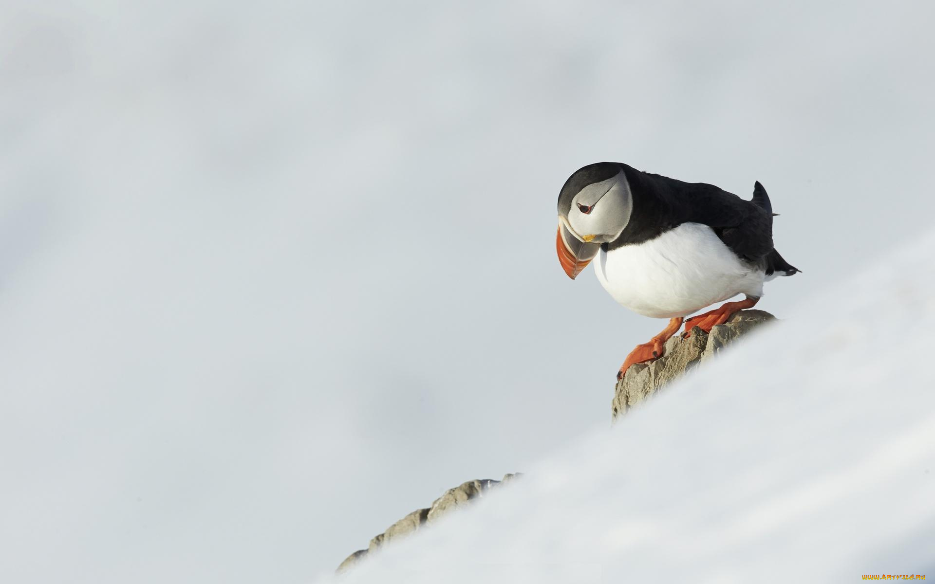 животные, тупики, склон, камни, снег, птица, тупик