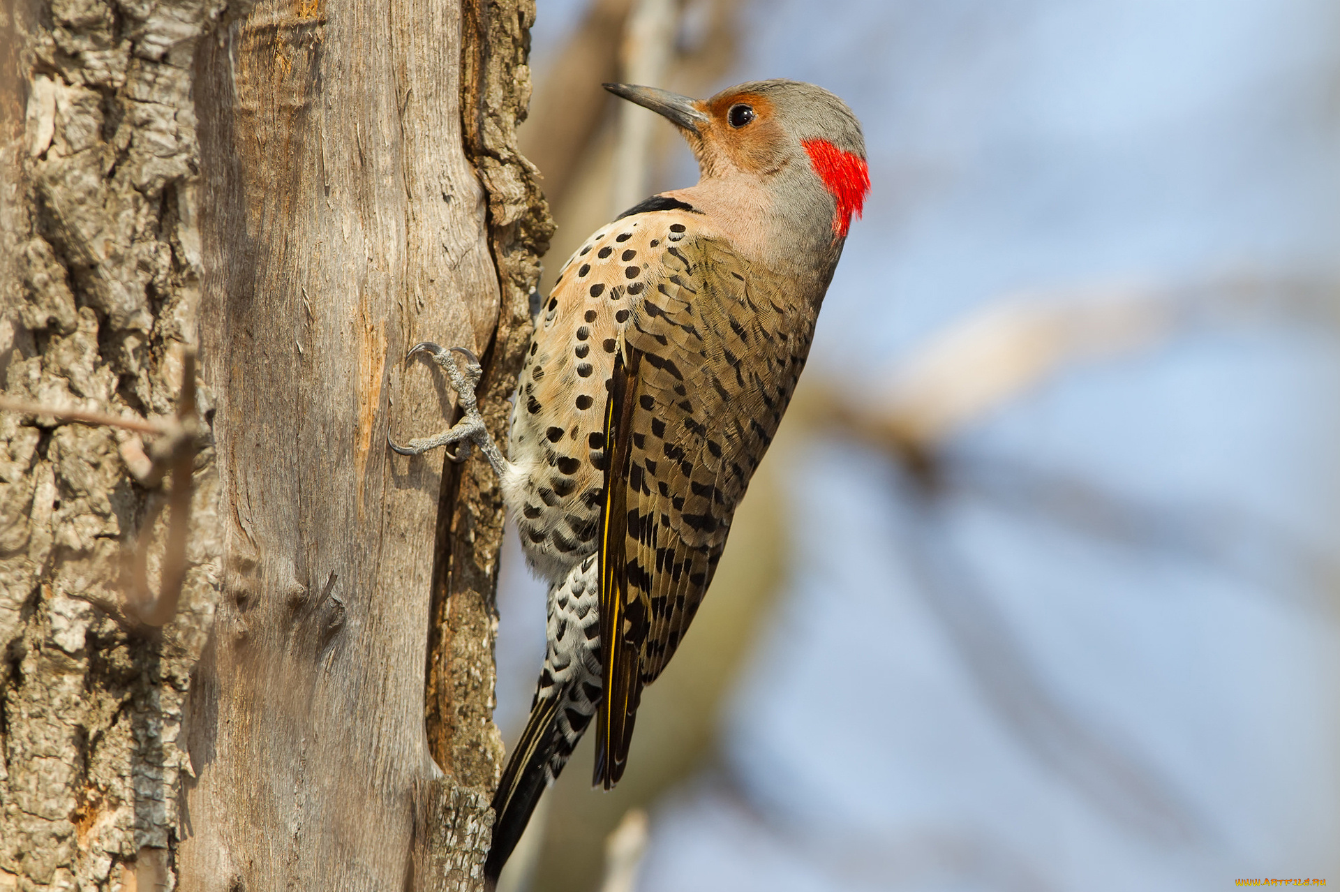 животные, дятлы, птица, дятел, хвост, клюв, дерево