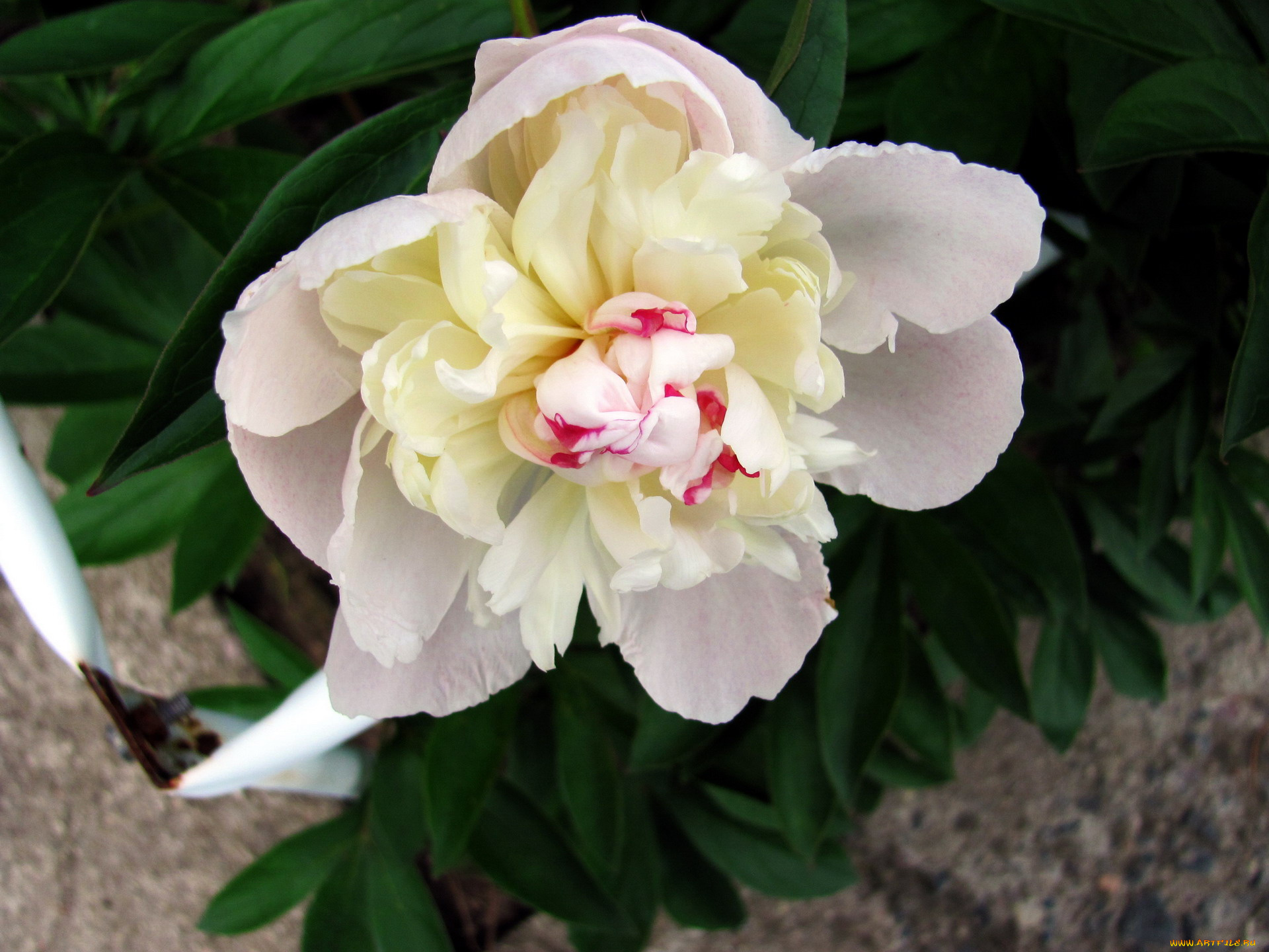 цветы, пионы, макро