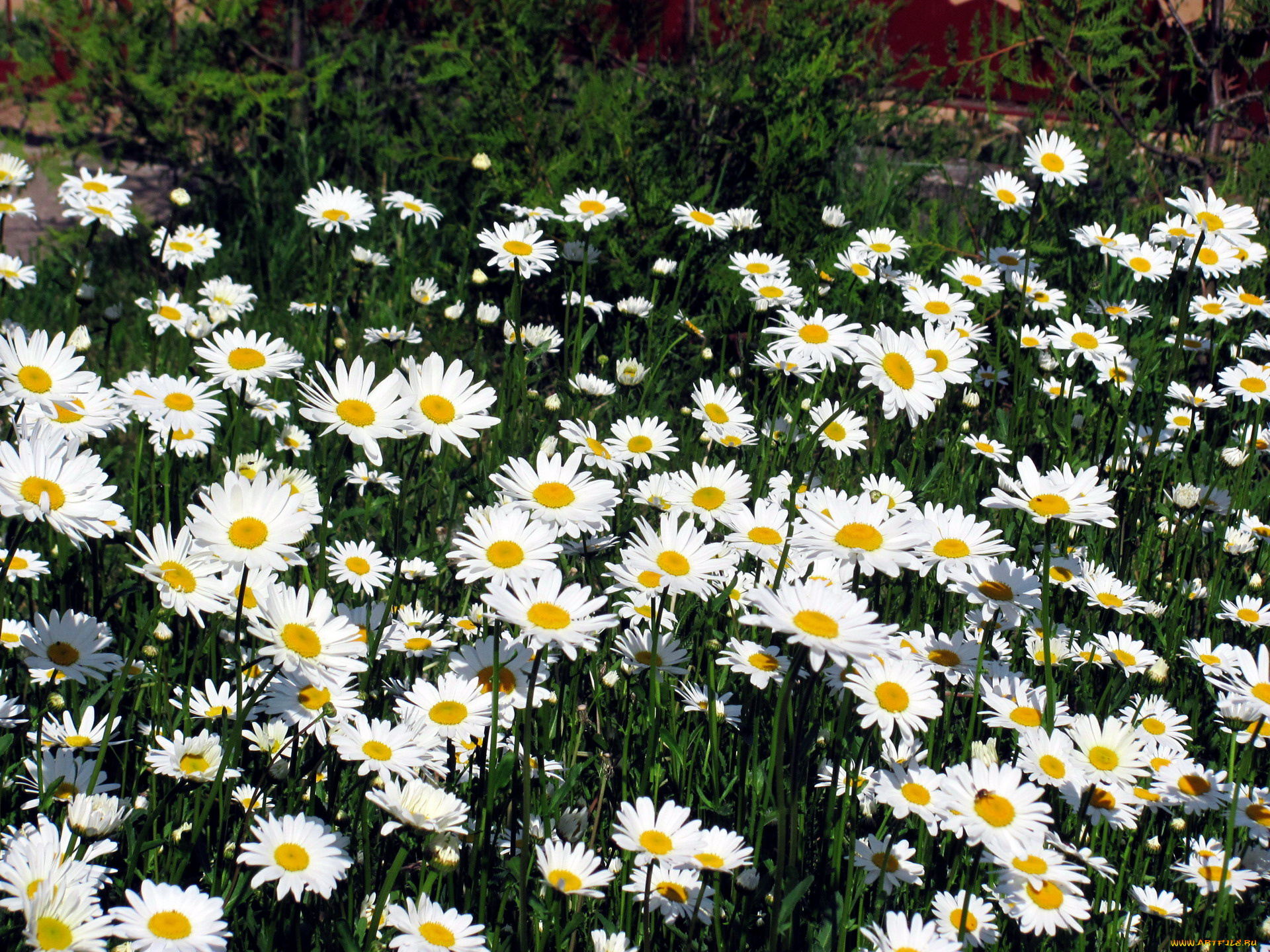 цветы, ромашки, много