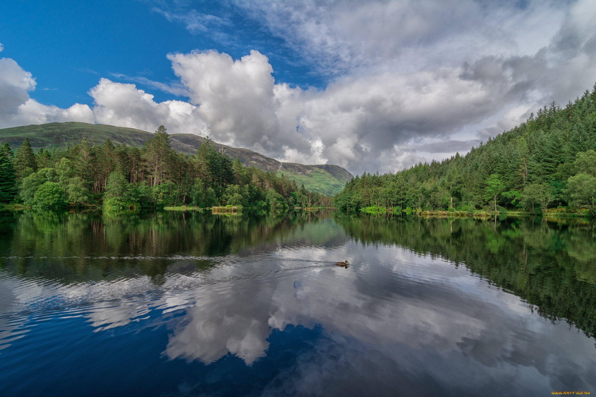 природа, реки, озера, река, лес