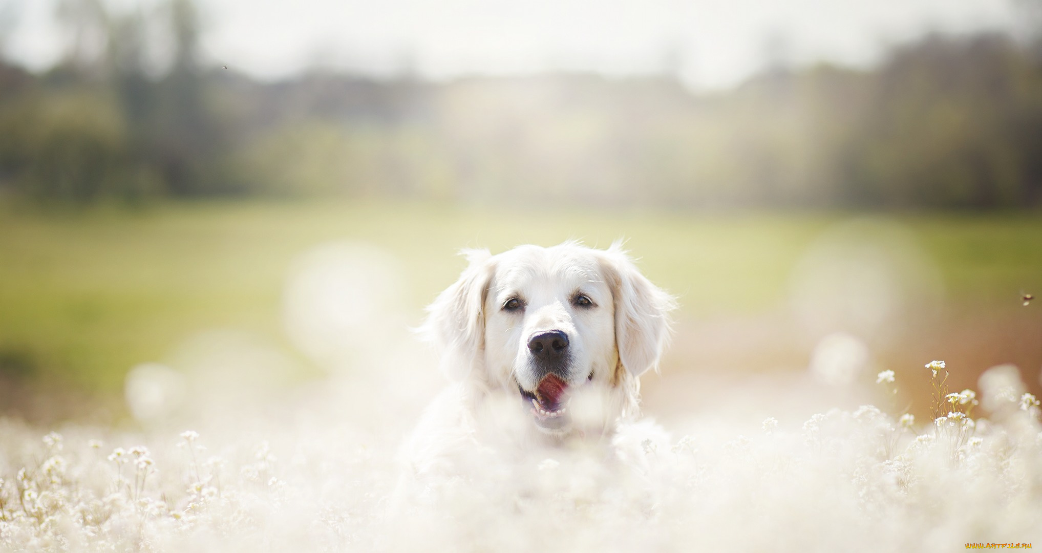 животные, собаки, друг, взгляд, собака