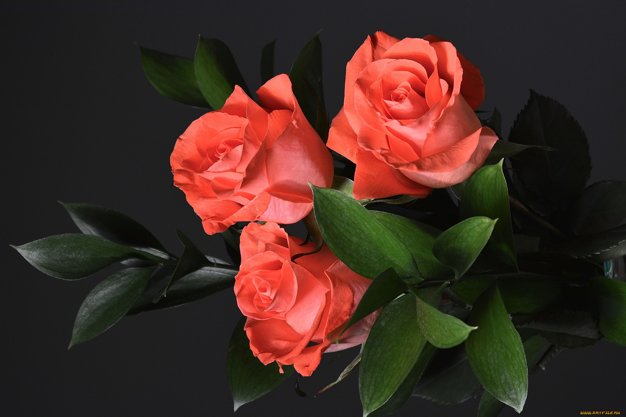 цветы, букеты, , композиции, фон, розы