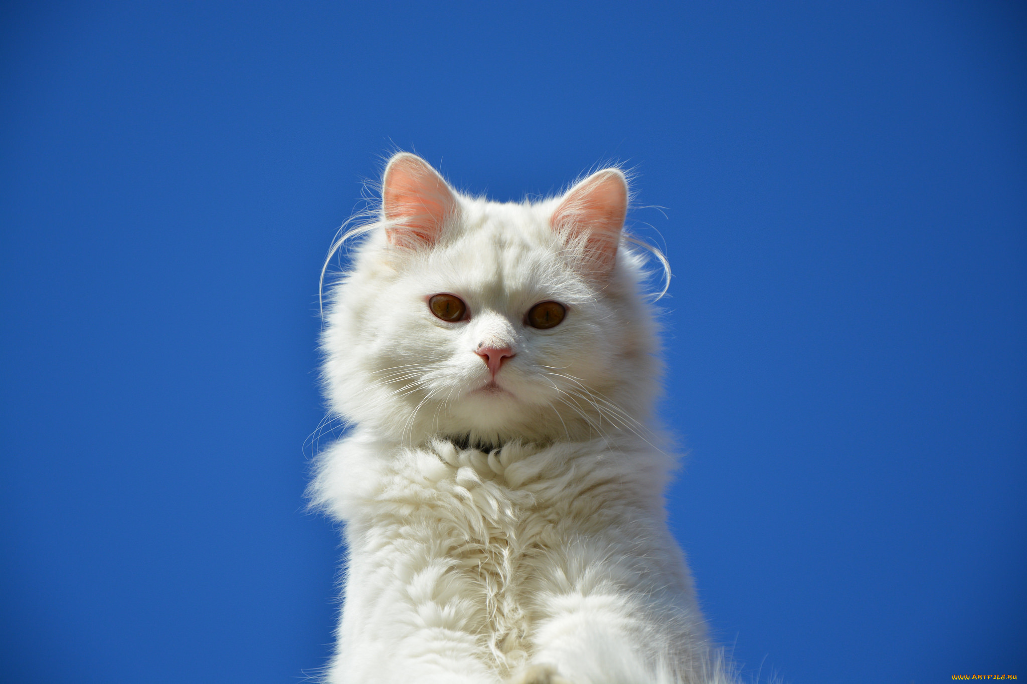 животные, коты, кот, глаза