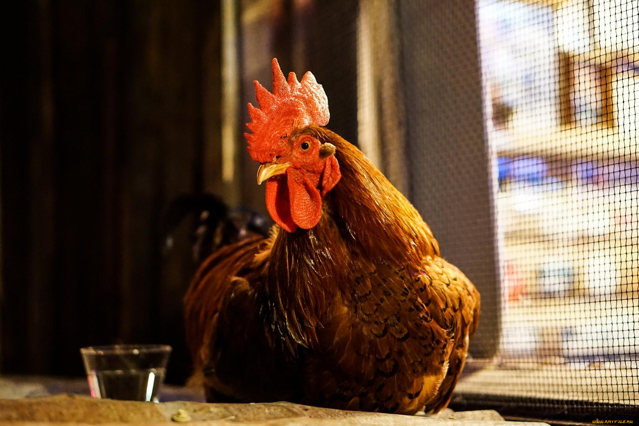 животные, куры, , петухи, петух