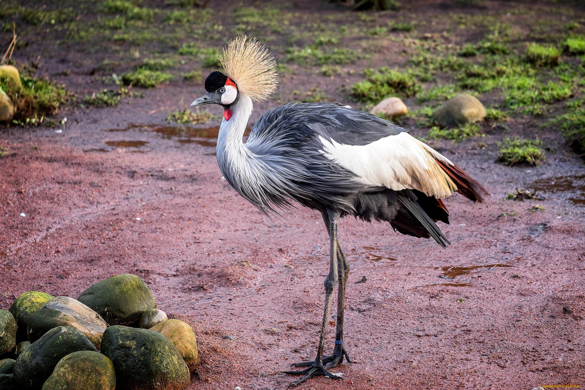животные, журавли, птица, серый, журавль