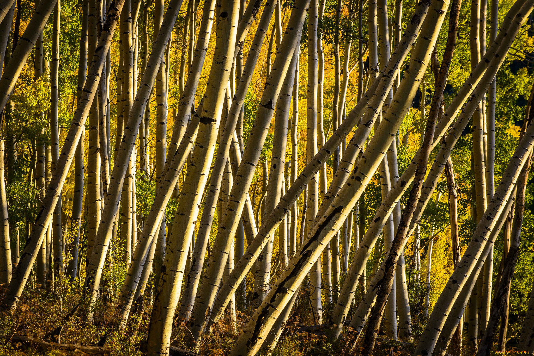 природа, лес, сша, роща, деревья, аспен, колорадо, осина