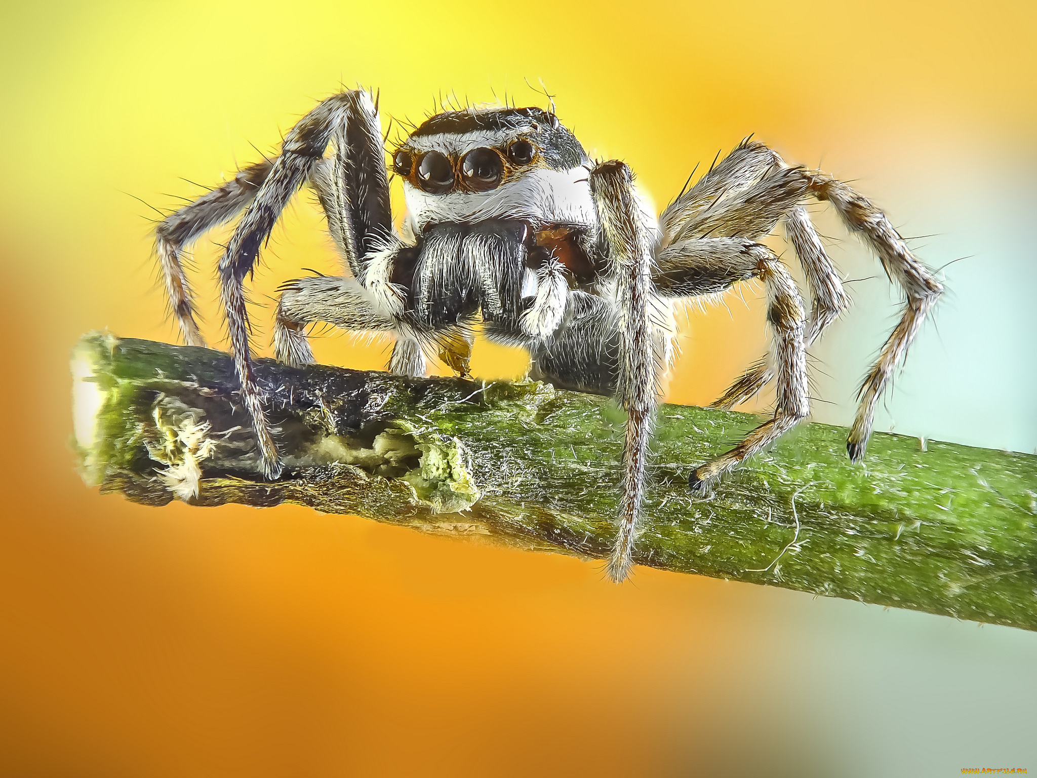 животные, пауки, паучок