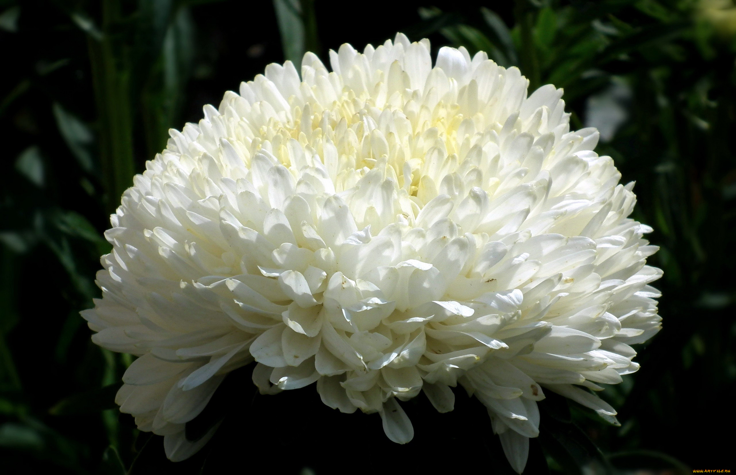 цветы, астры, белый