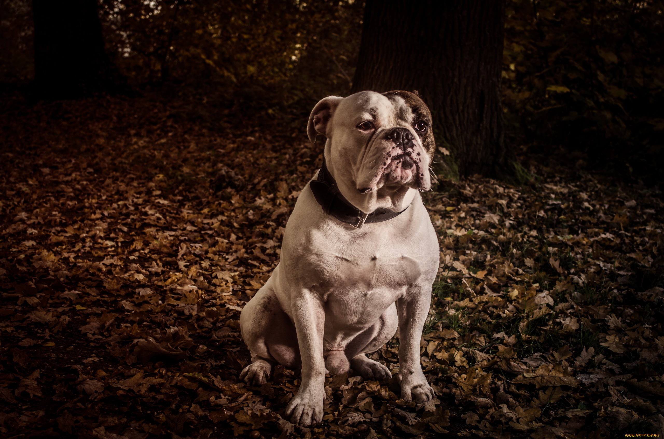 животные, собаки, взгляд, собака