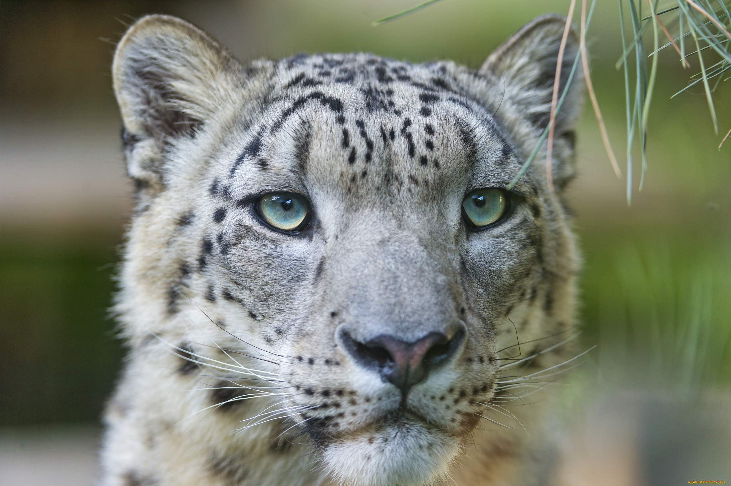 животные, снежный, барс, , ирбис, хищник