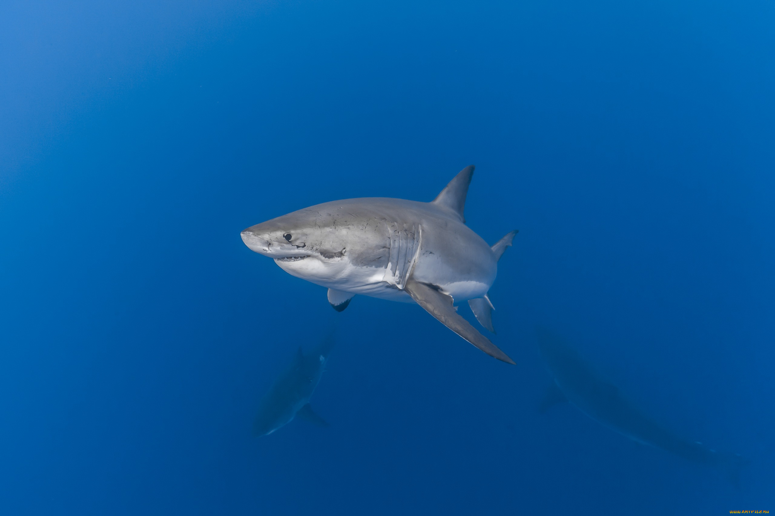 животные, акулы, акула