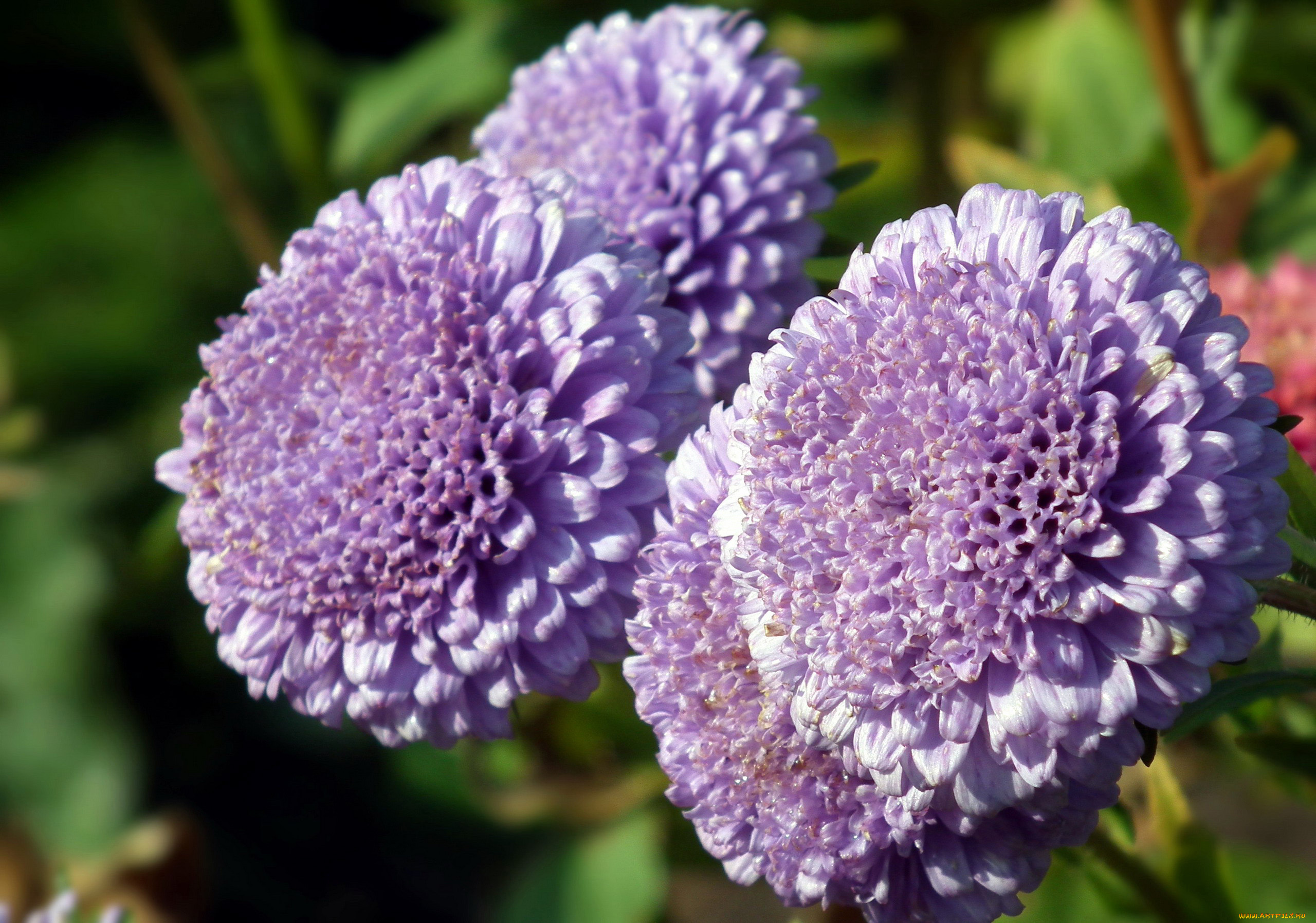 цветы, астры, макро