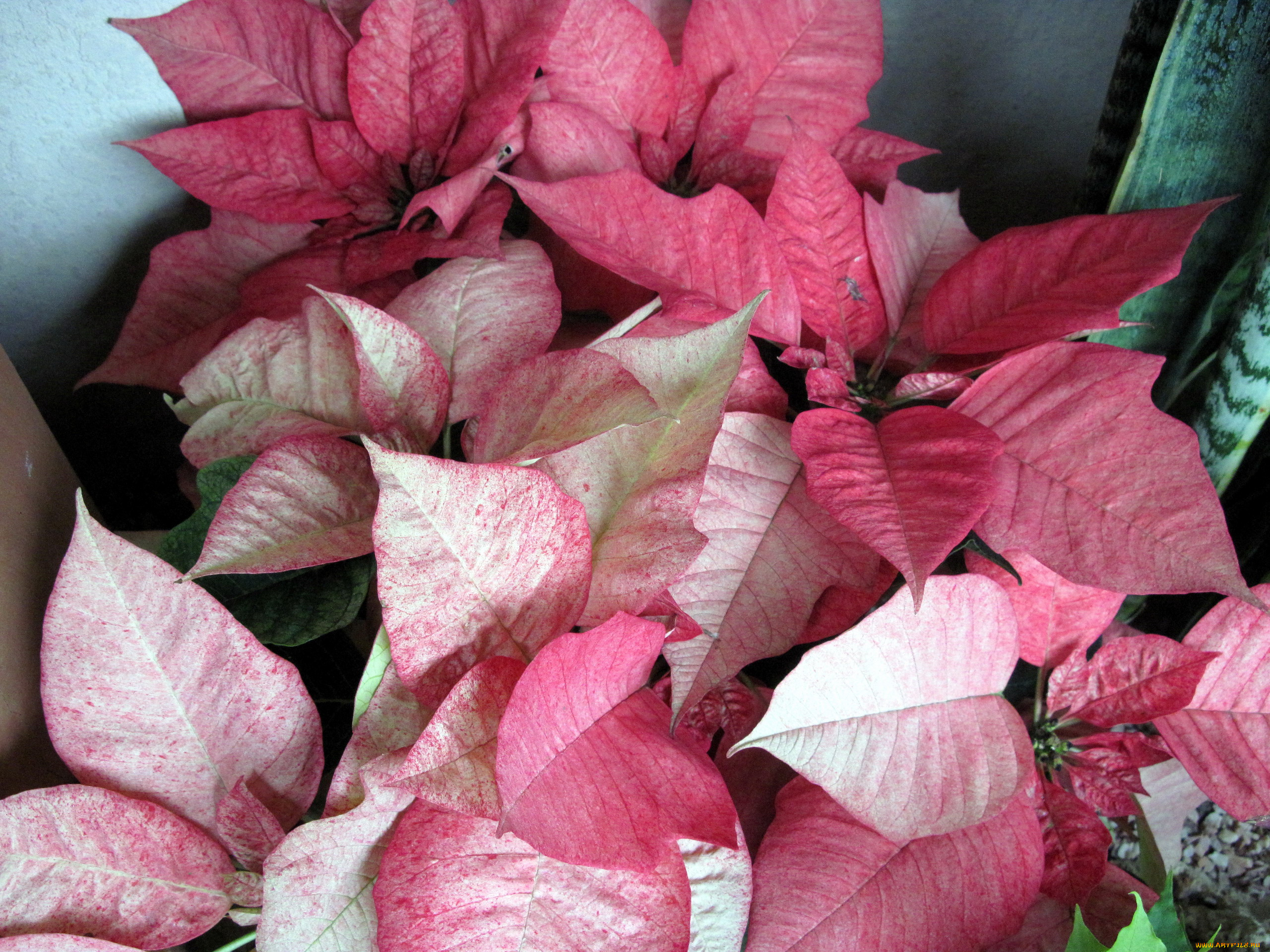 цветы, пуансеттия, рождественская, звезда