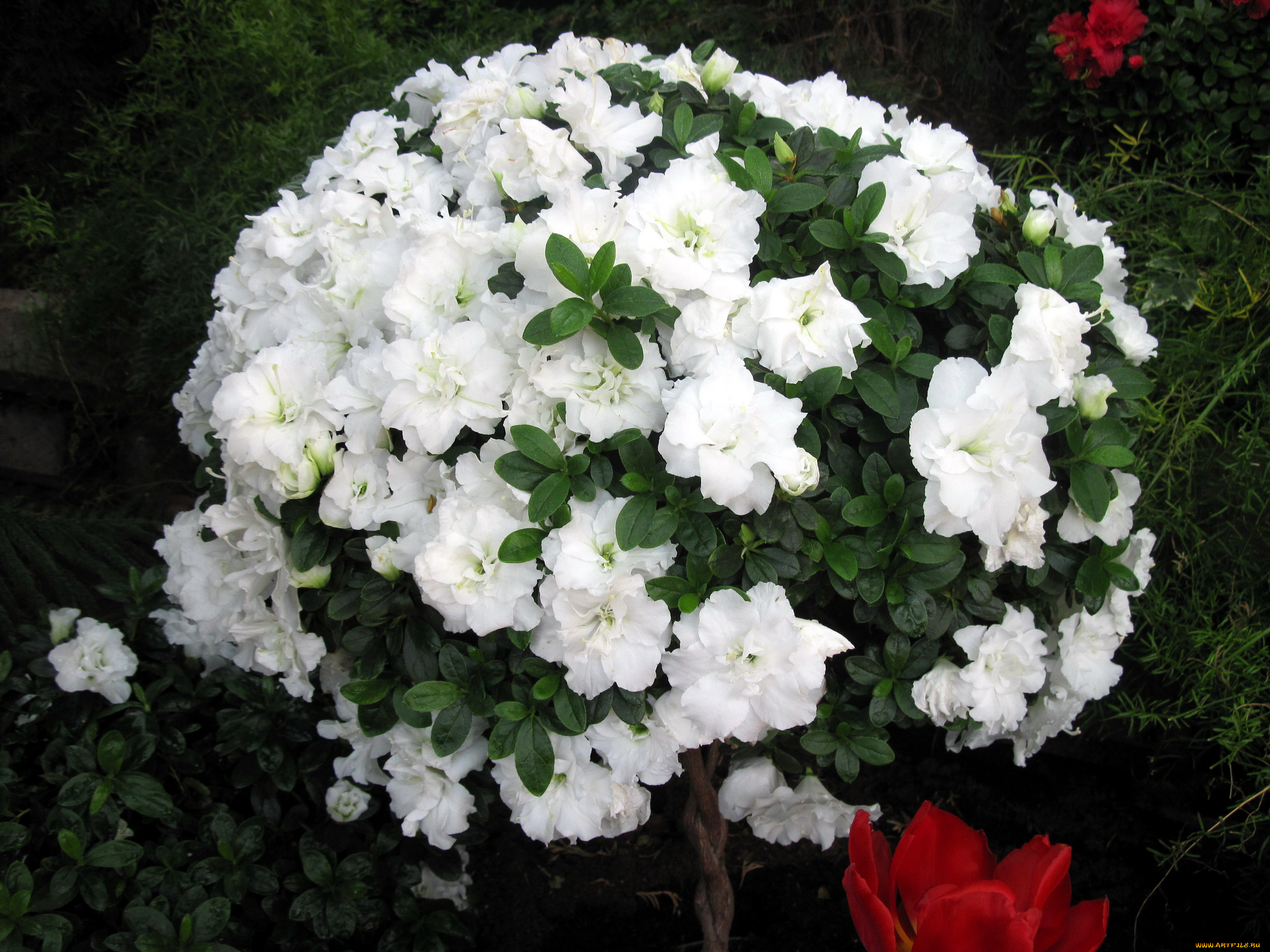 цветы, рододендроны, , азалии, белый