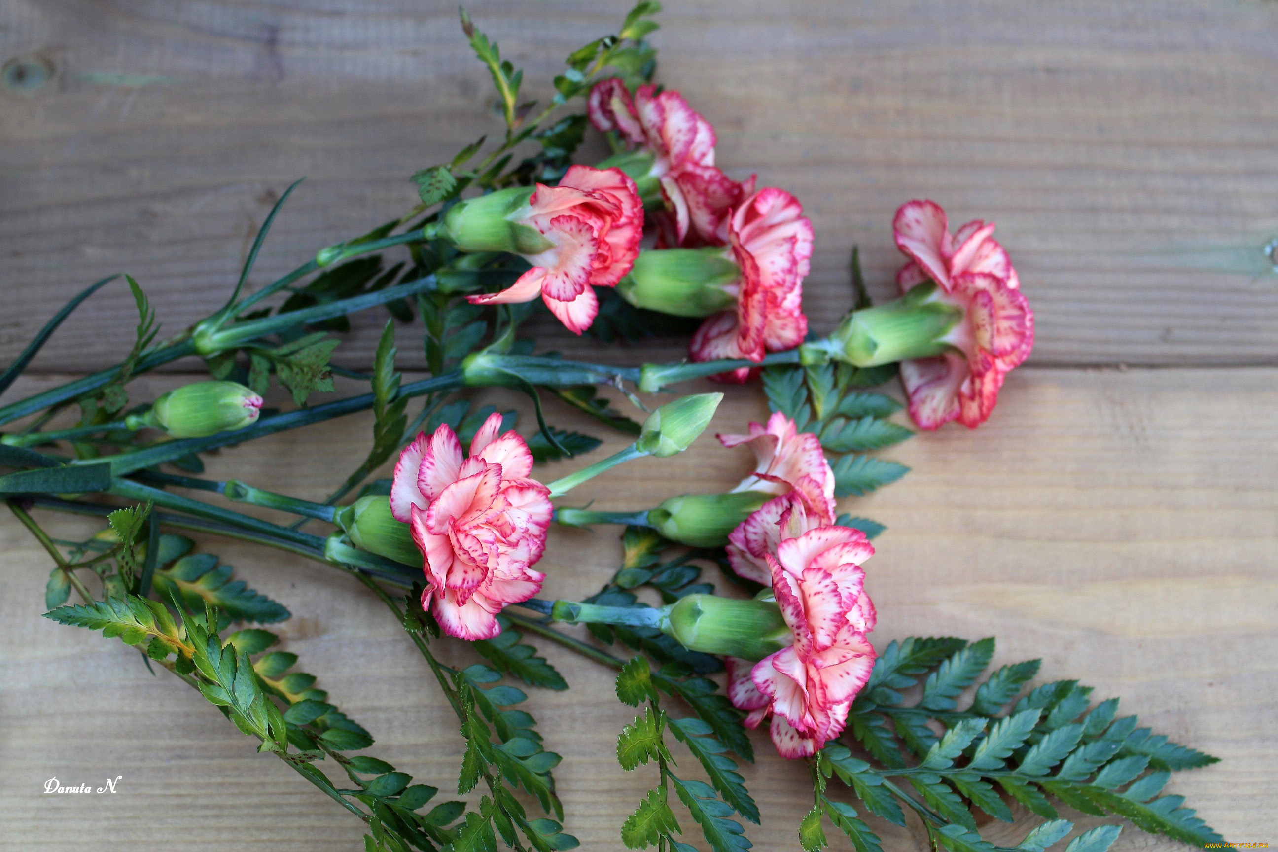 цветы, гвоздики, пестрый