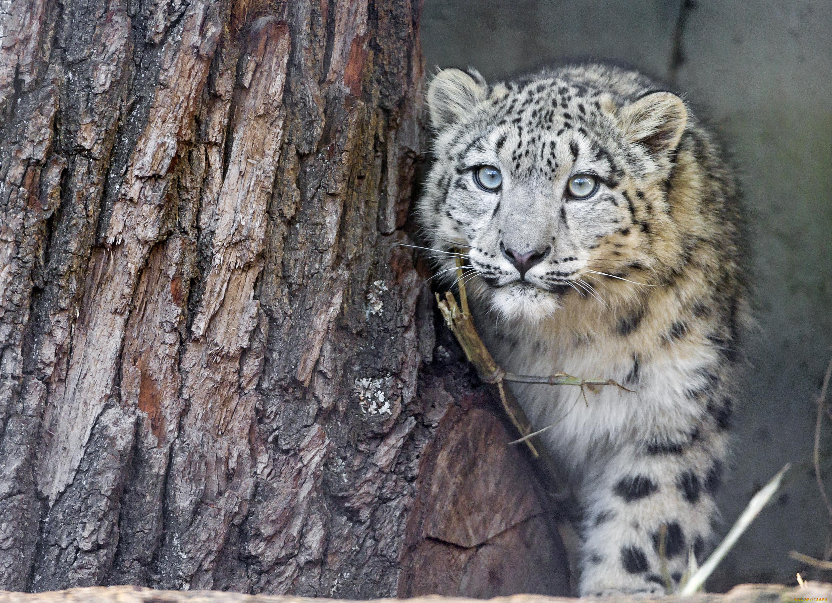 животные, снежный, барс, , ирбис, дерево, хищник, зверь, барс