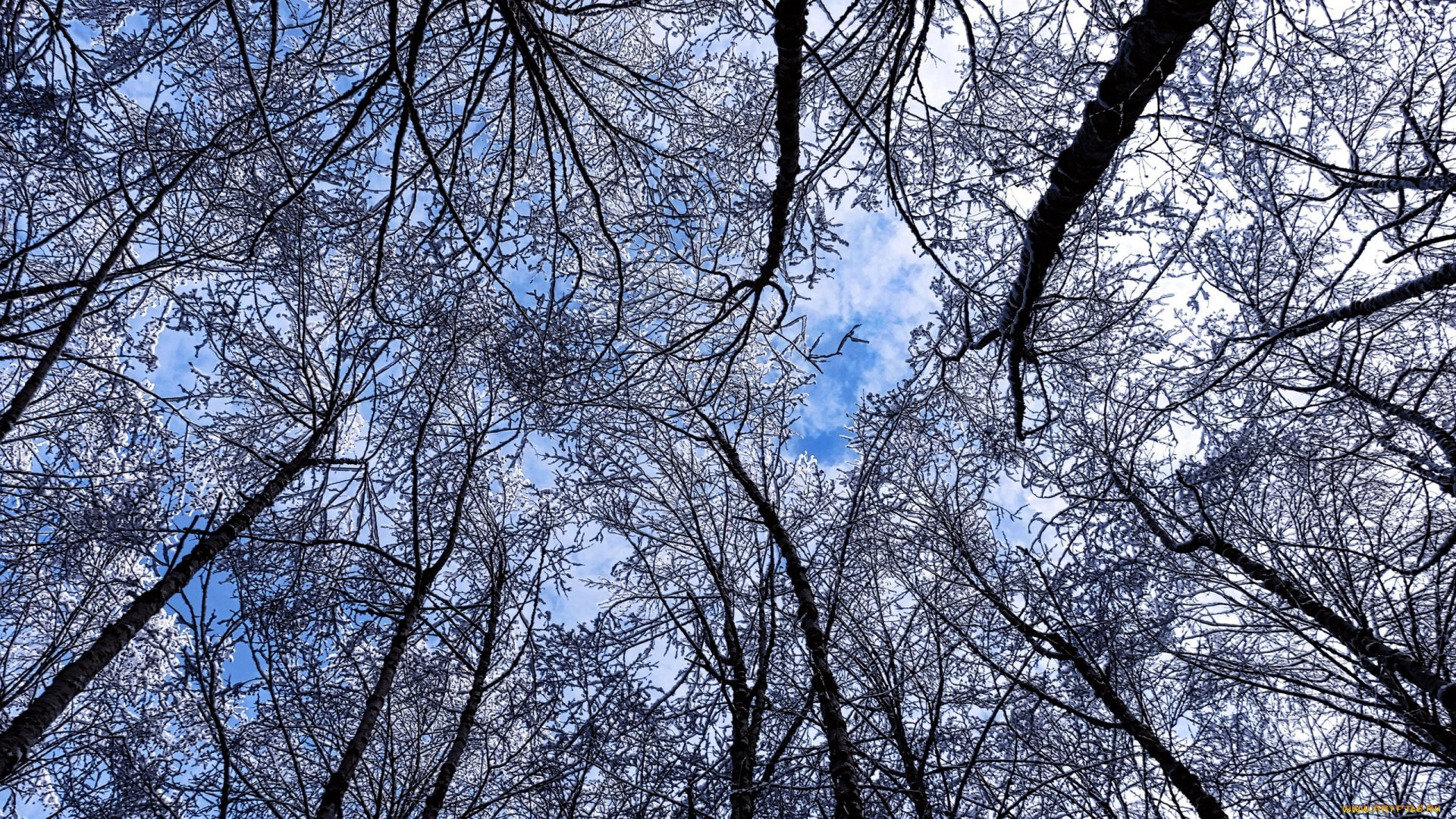 природа, деревья, облака, верхушки, небо