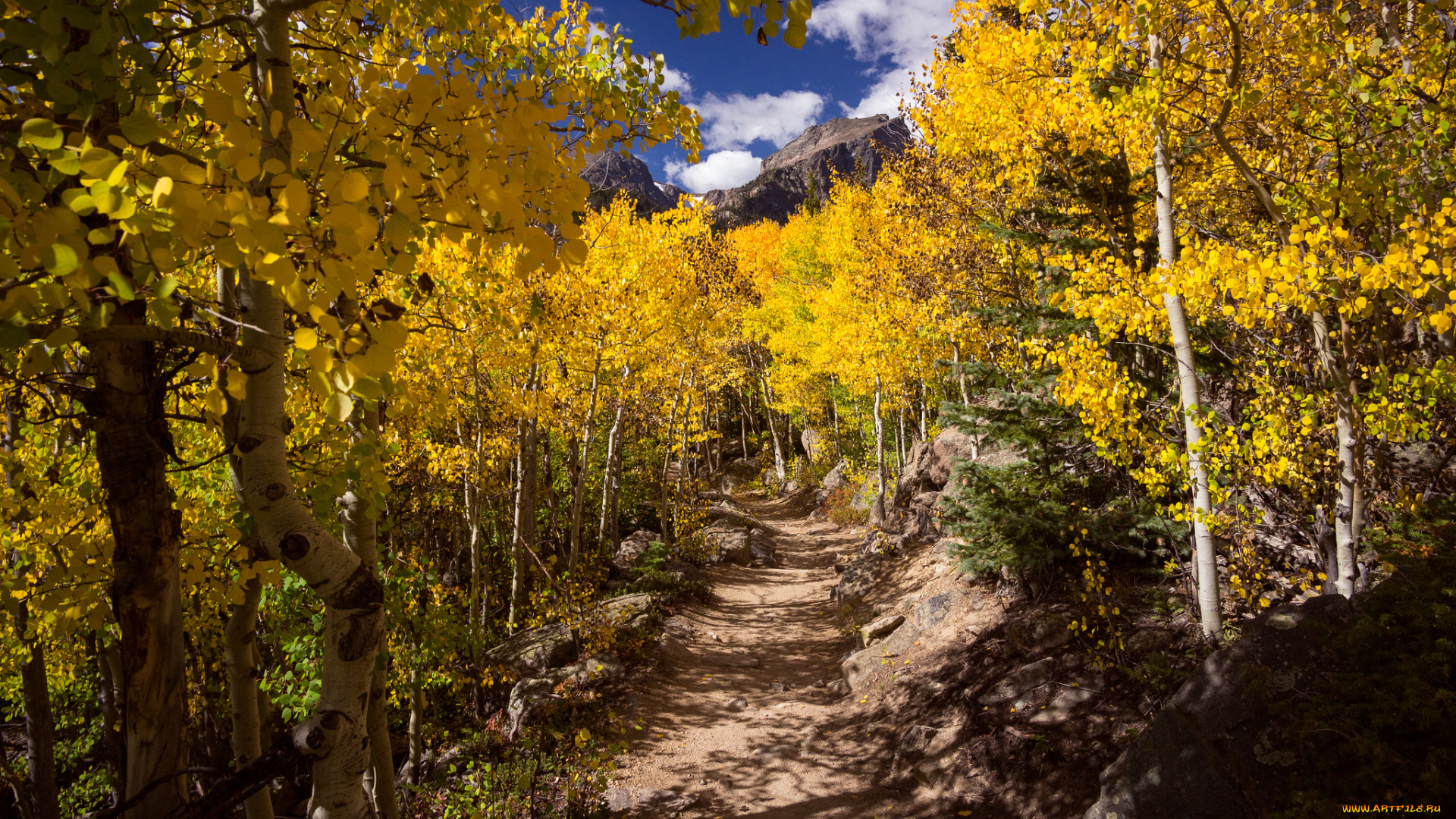 природа, лес, простор