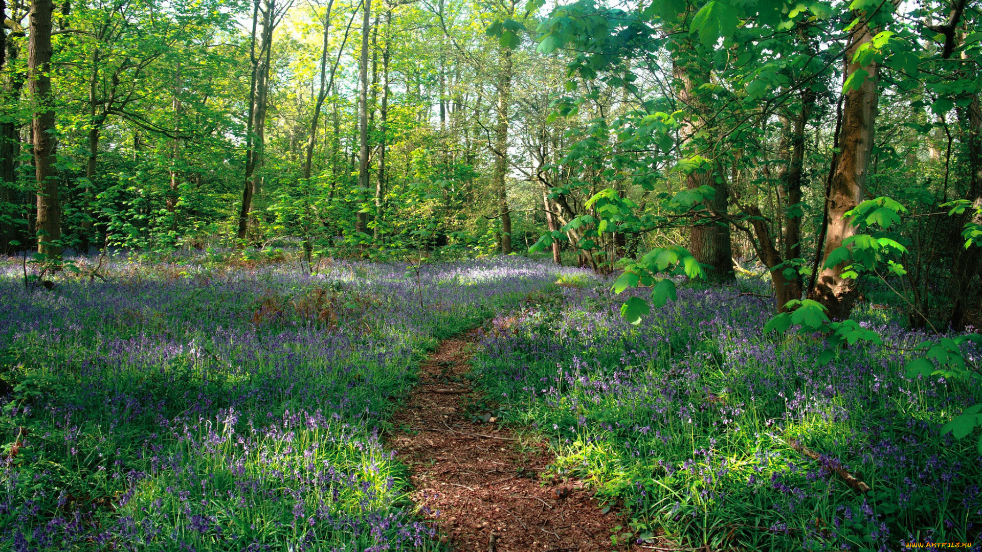 природа, лес, простор