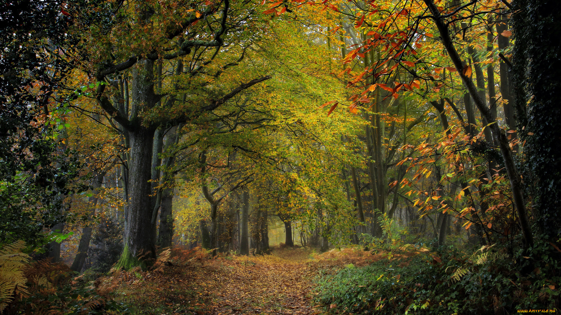 природа, лес, простор