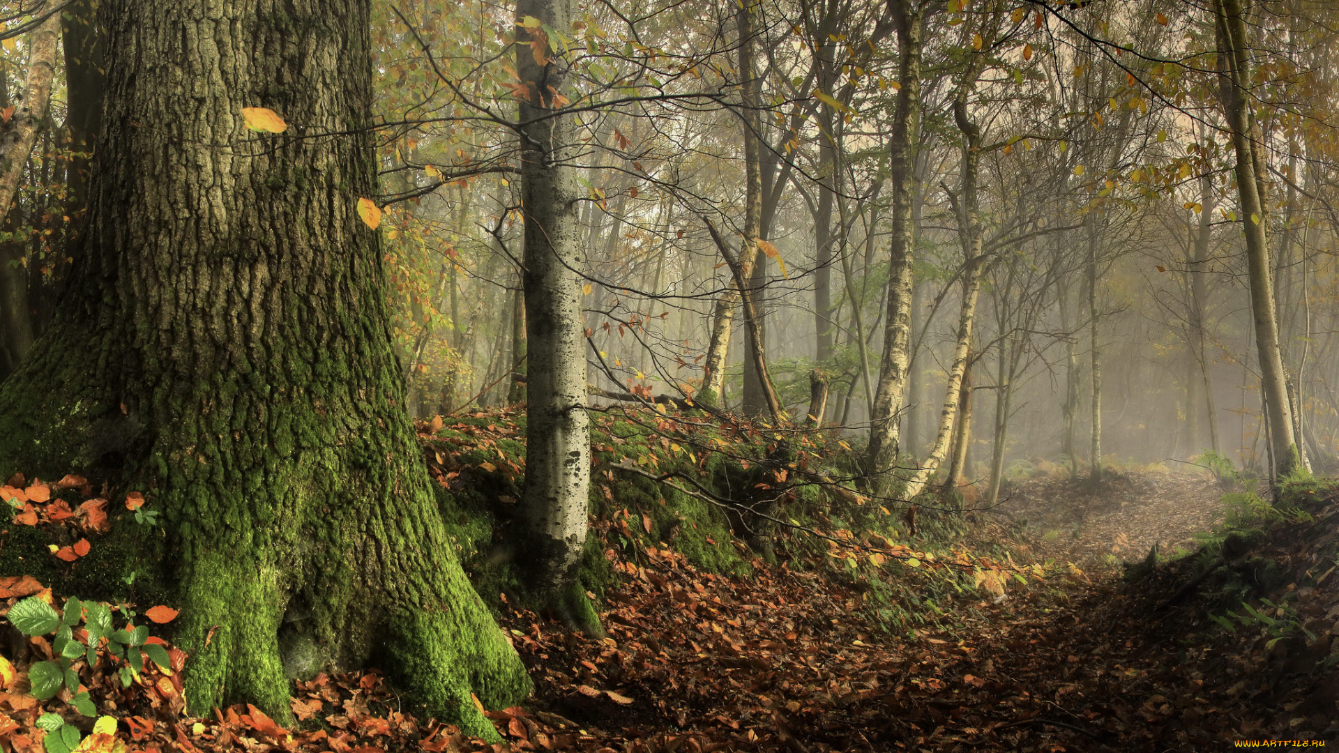 природа, лес, простор