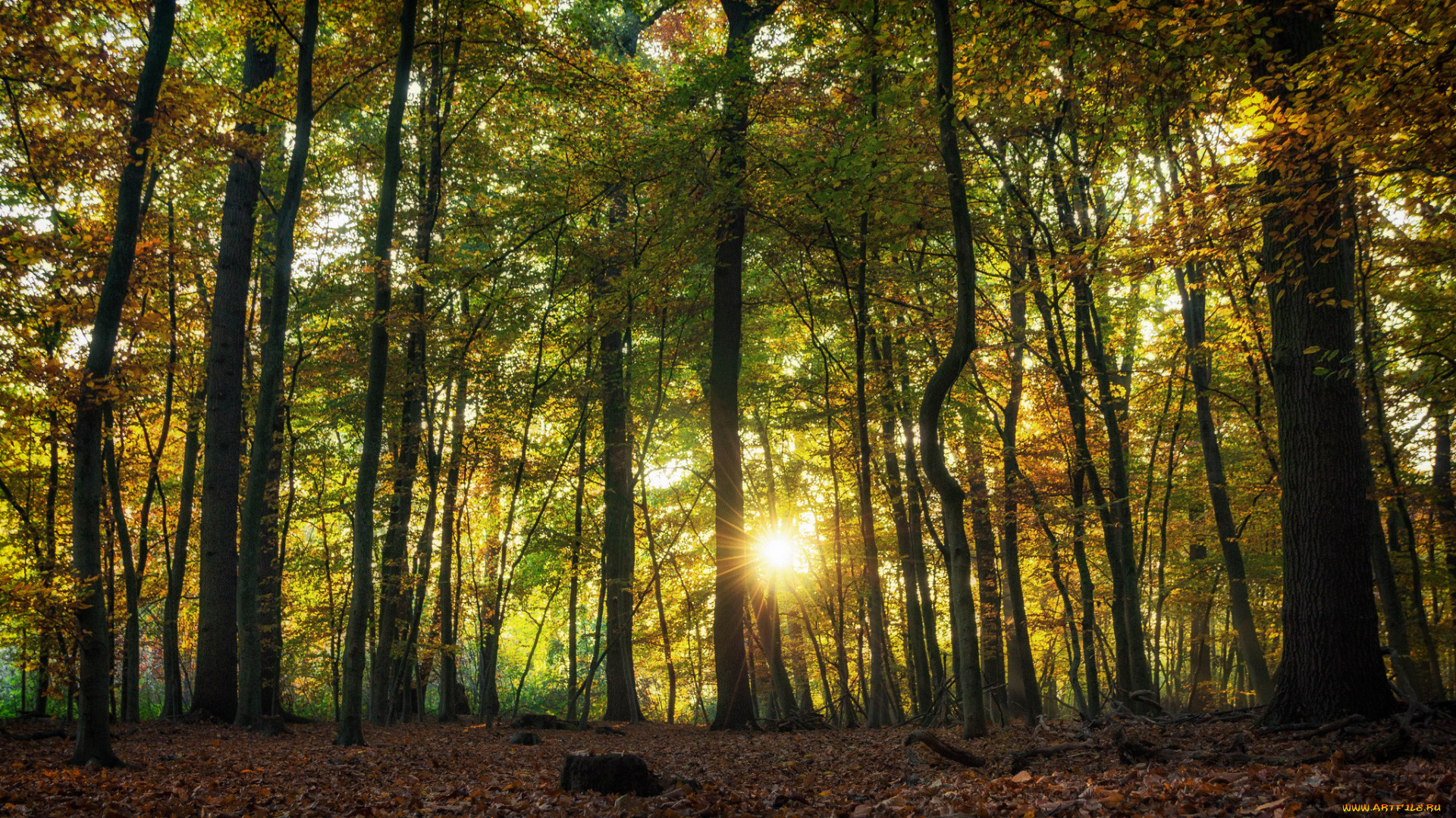 природа, лес, простор