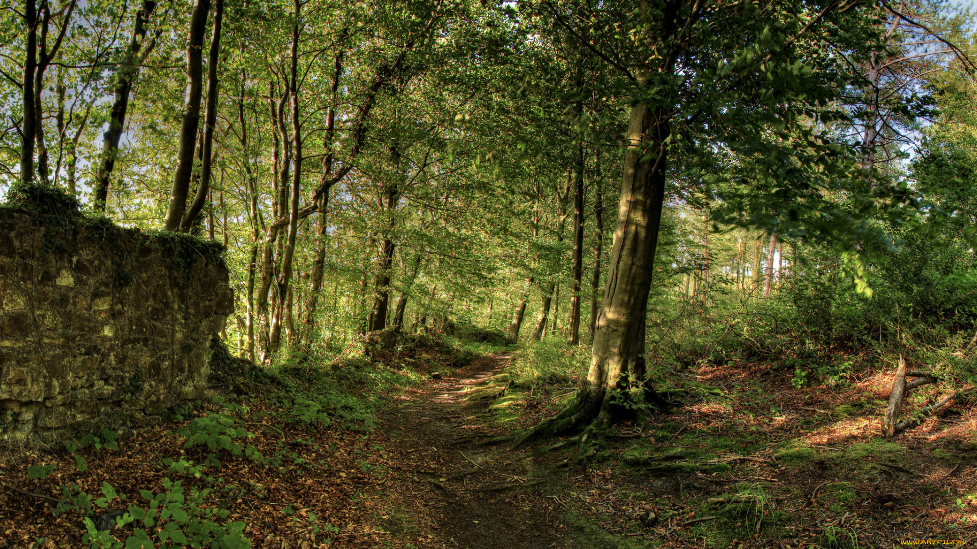 природа, лес, простор