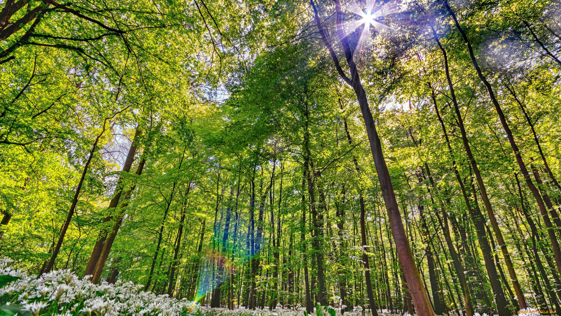 природа, лес, простор