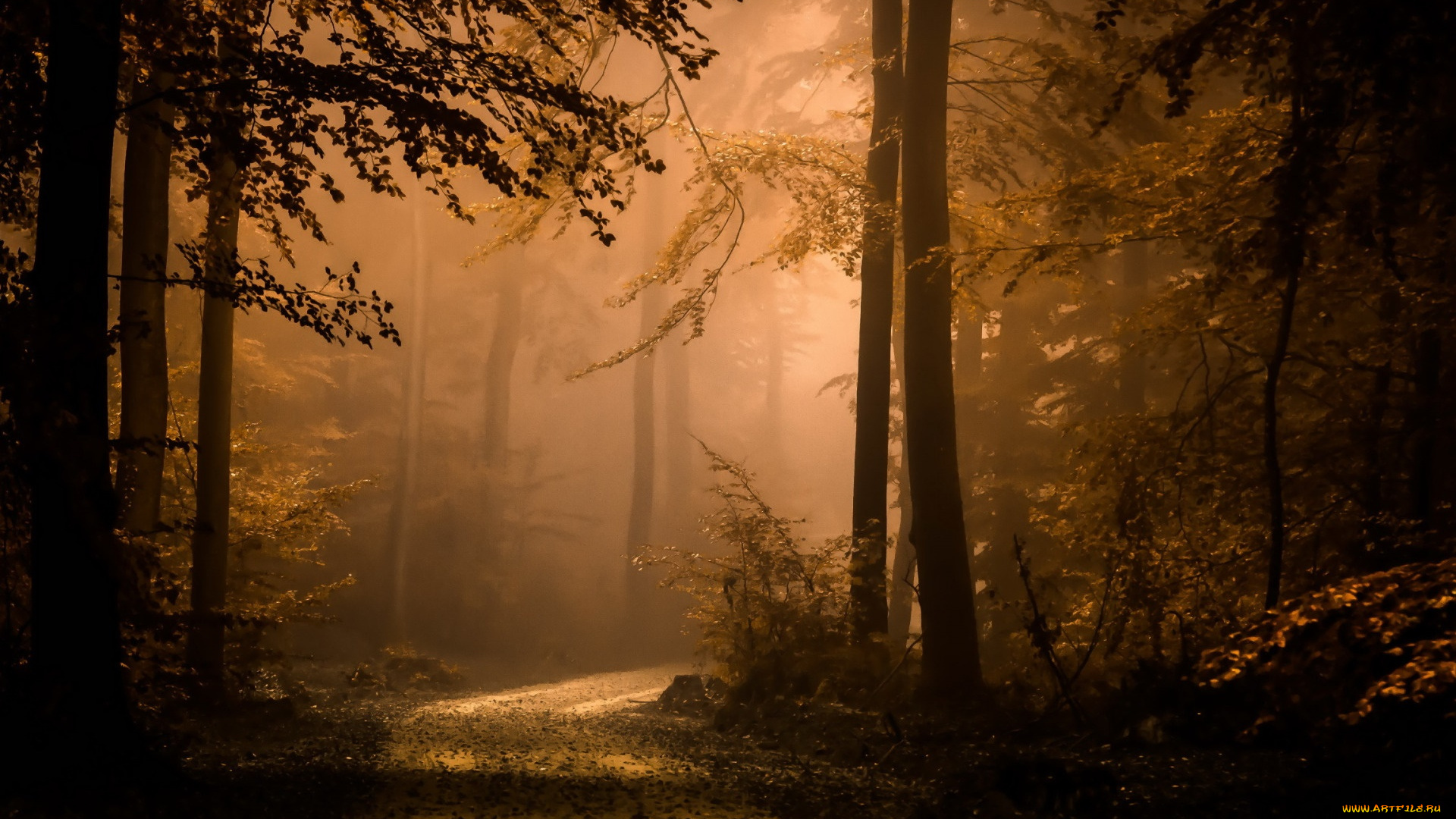 природа, лес, туман, осень