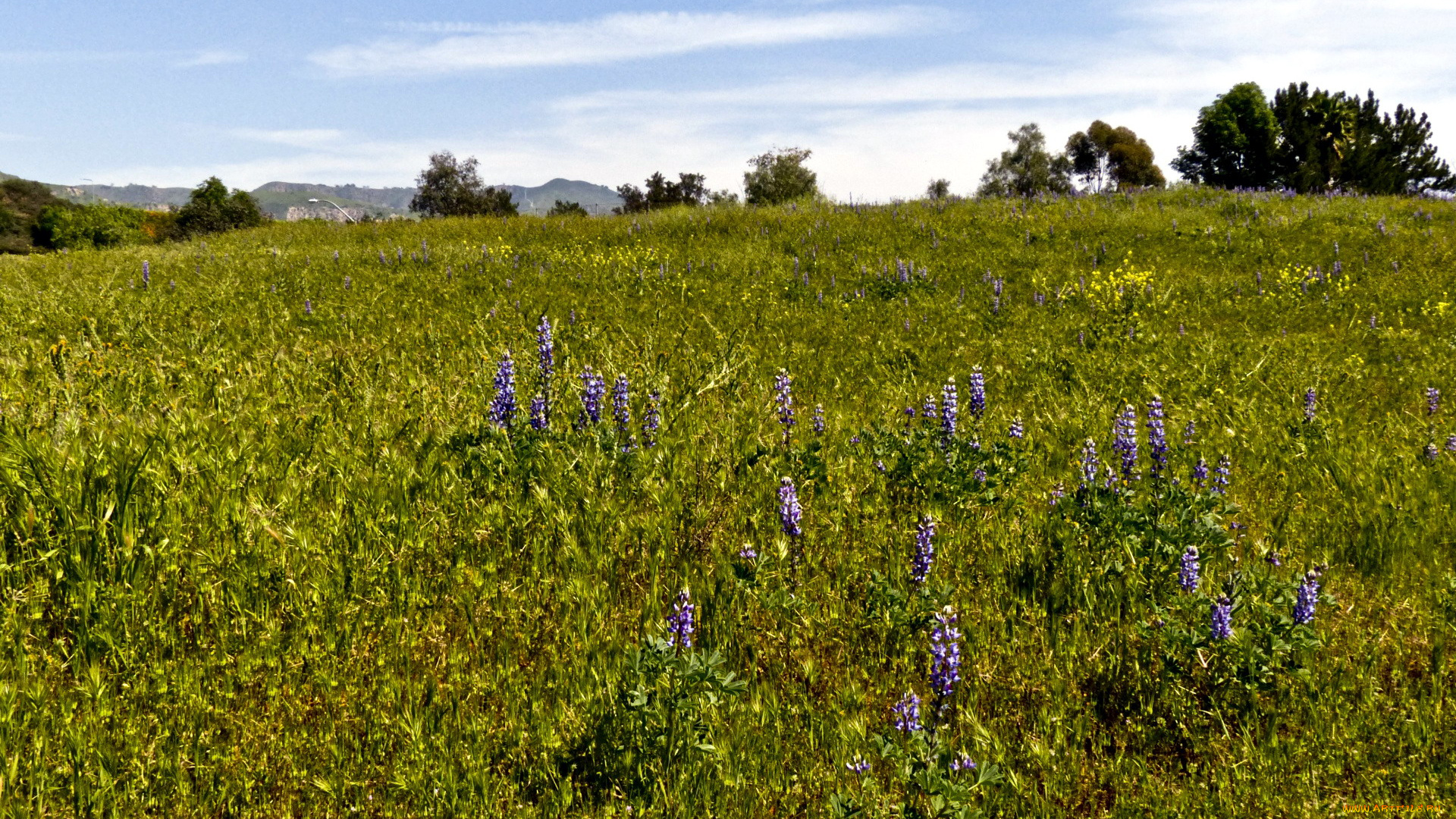 природа, луга, лето, луг, цветы