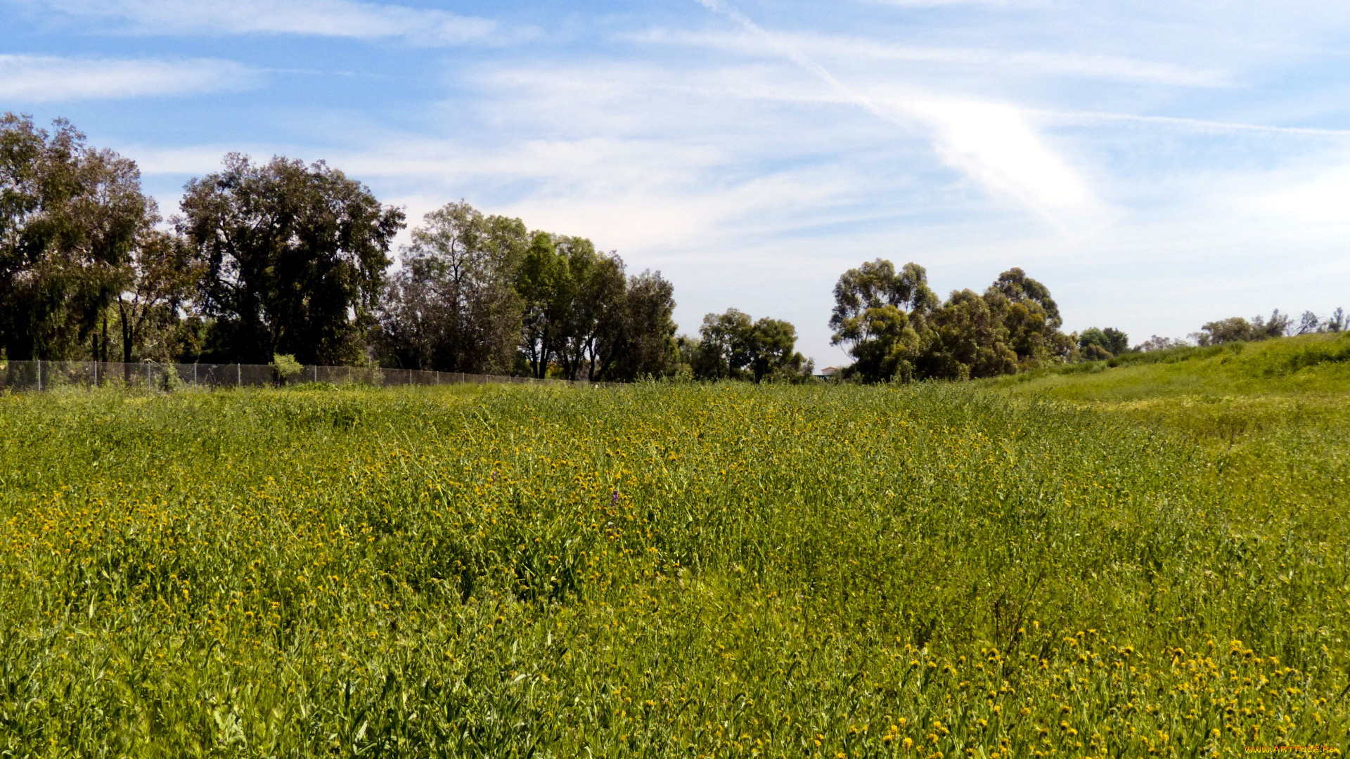 природа, луга, трава, луг, лето