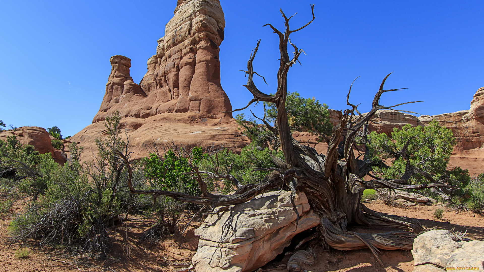 природа, пустыни, простор