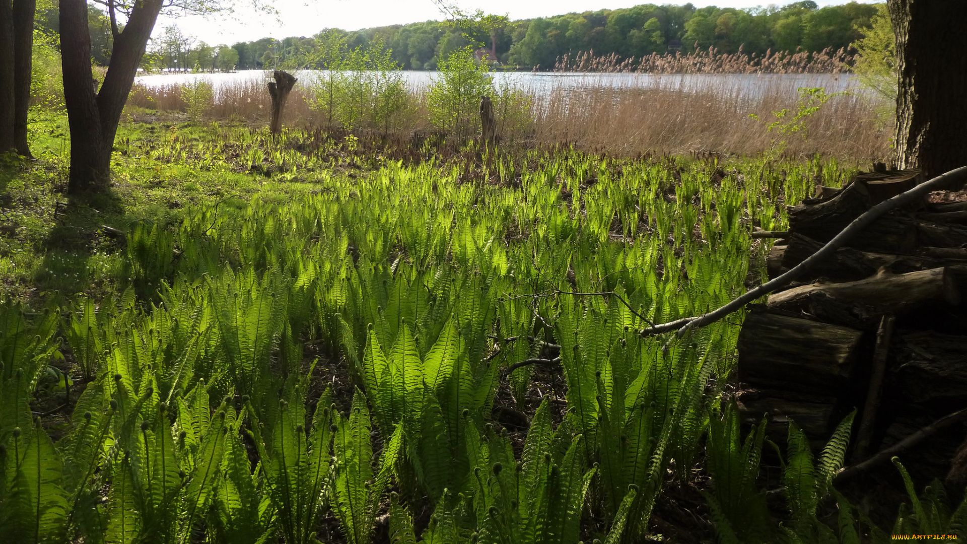 природа, реки, озера, простор