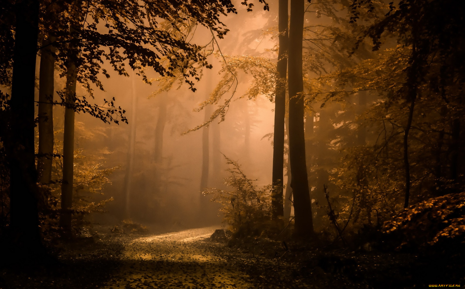 природа, лес, туман, осень