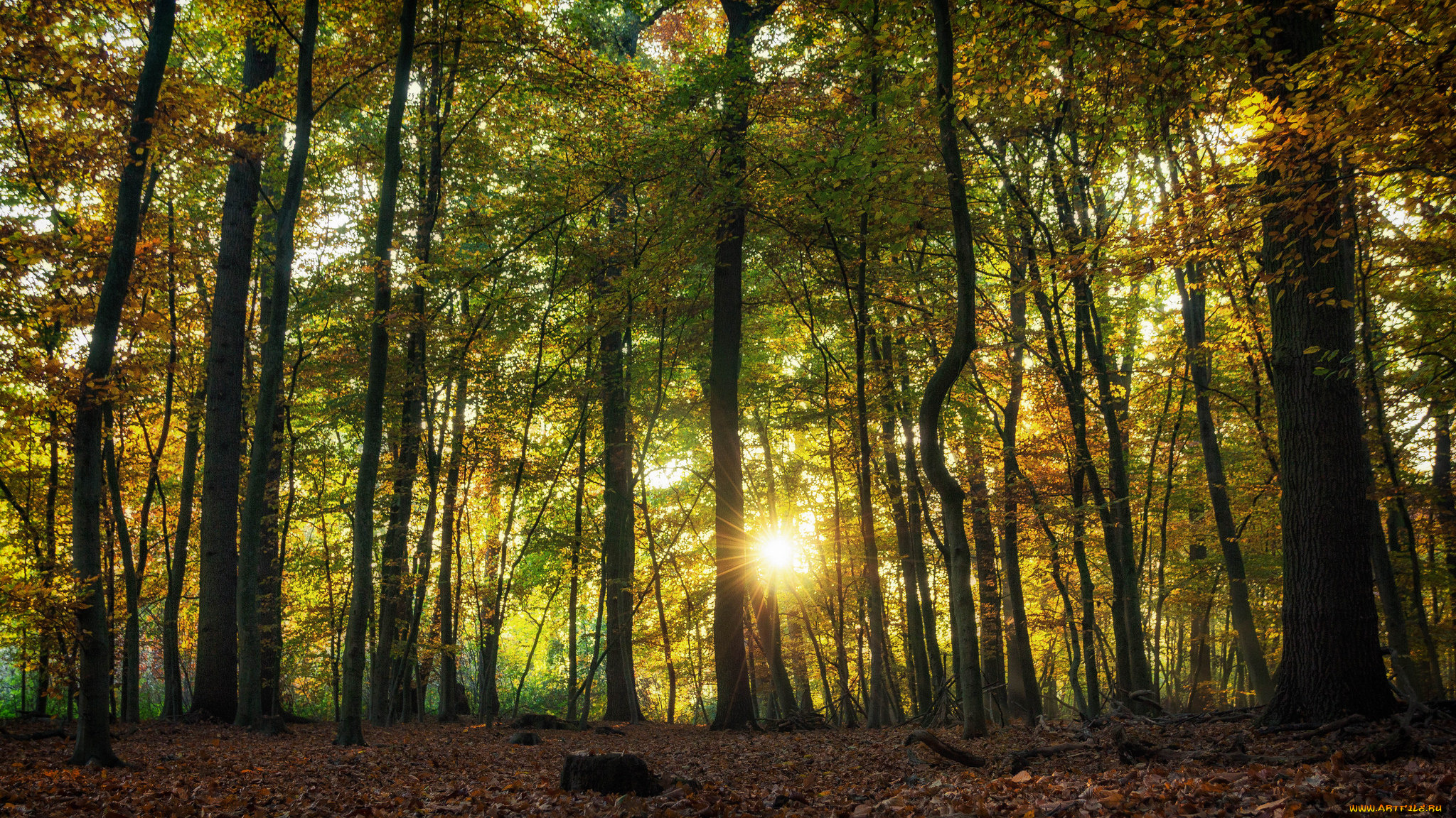 природа, лес, простор