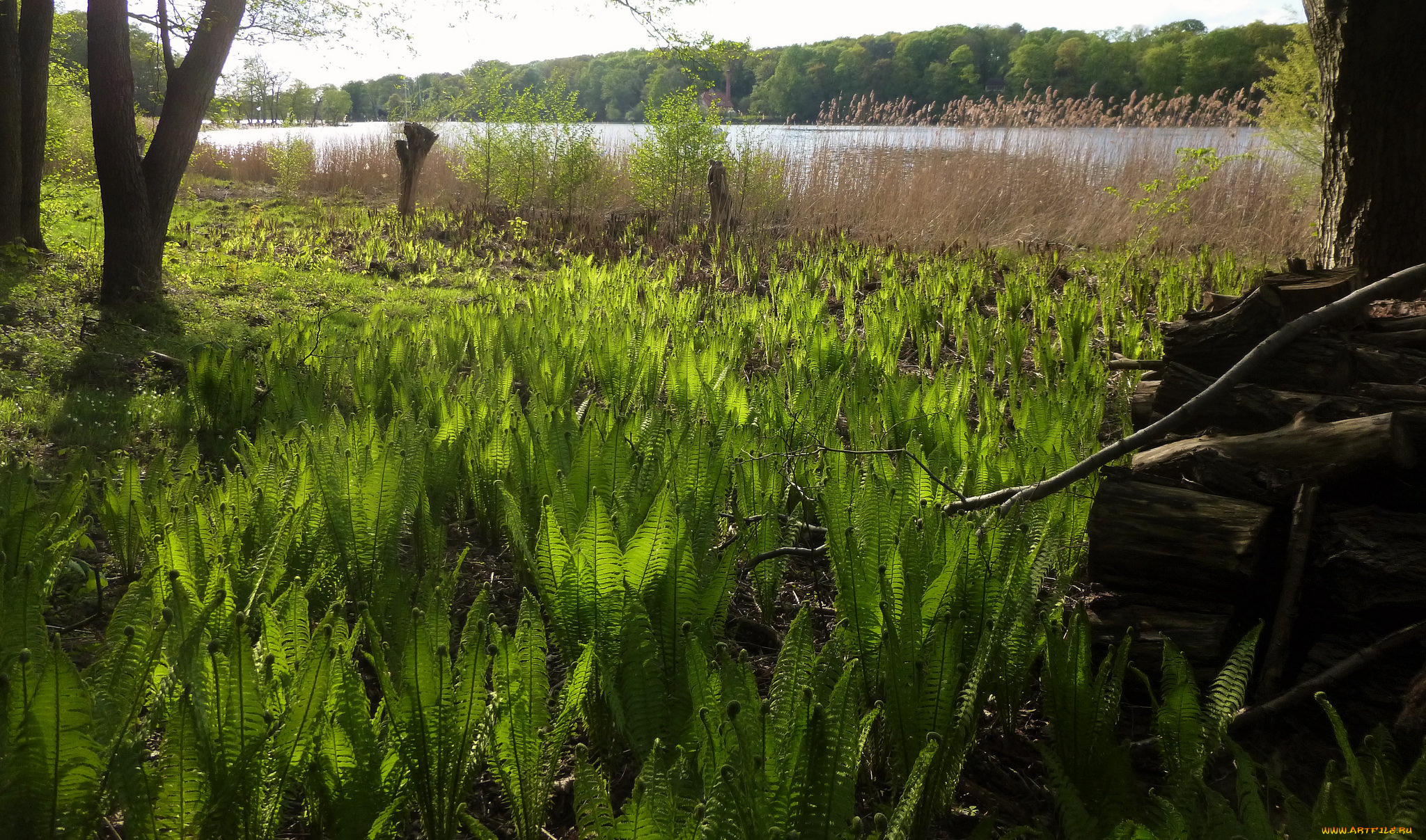 природа, реки, озера, простор