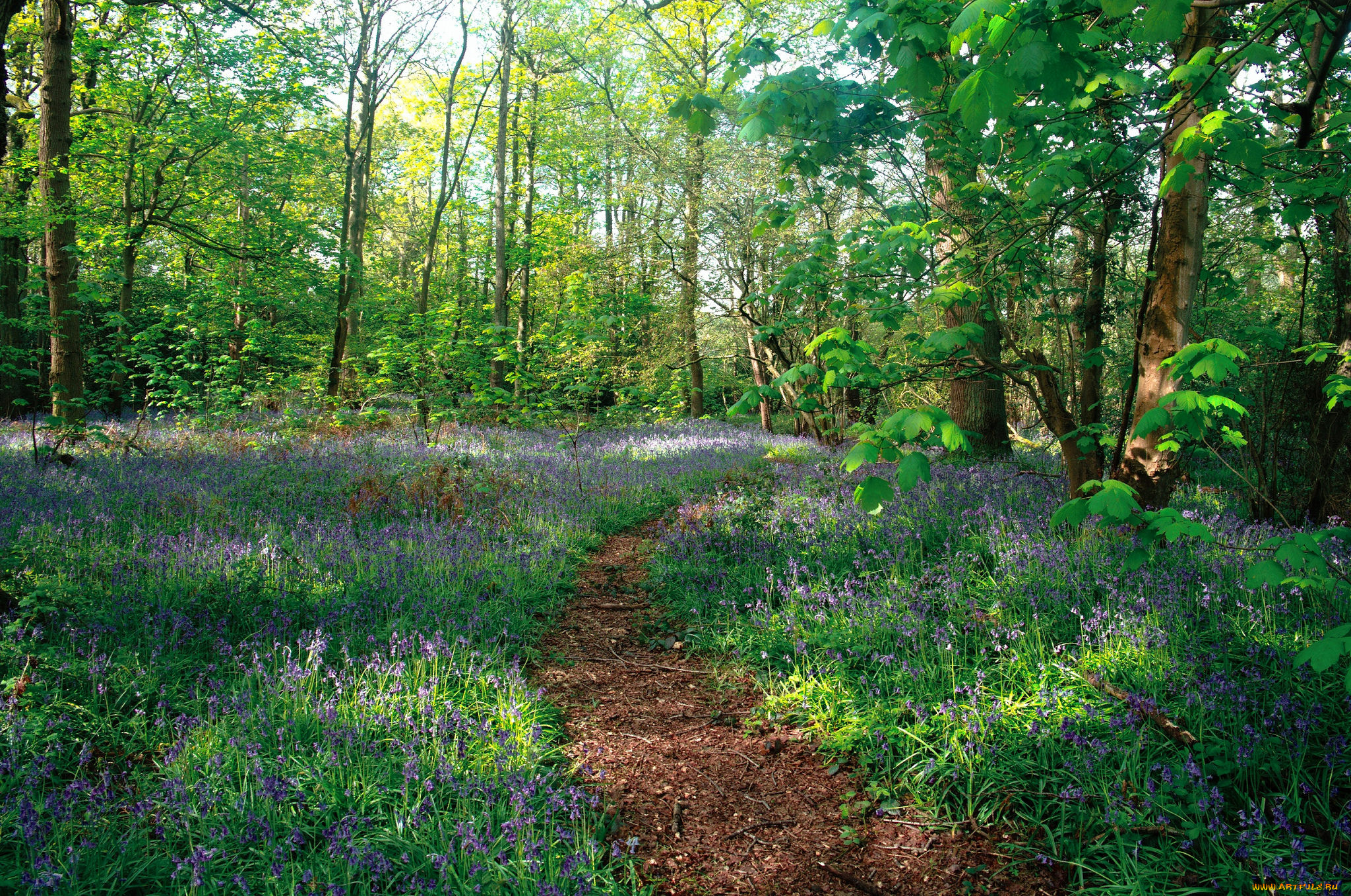 природа, лес, простор