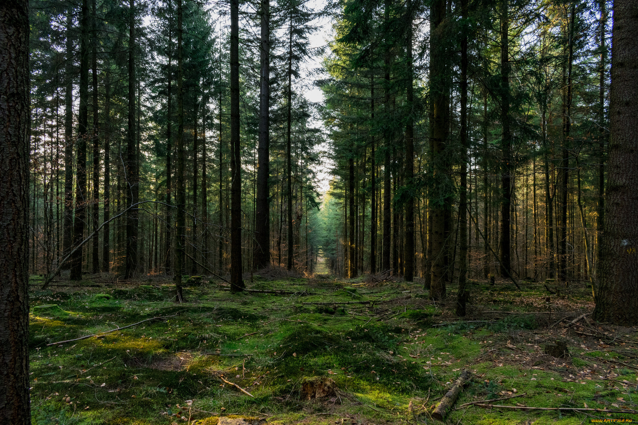 природа, лес, простор