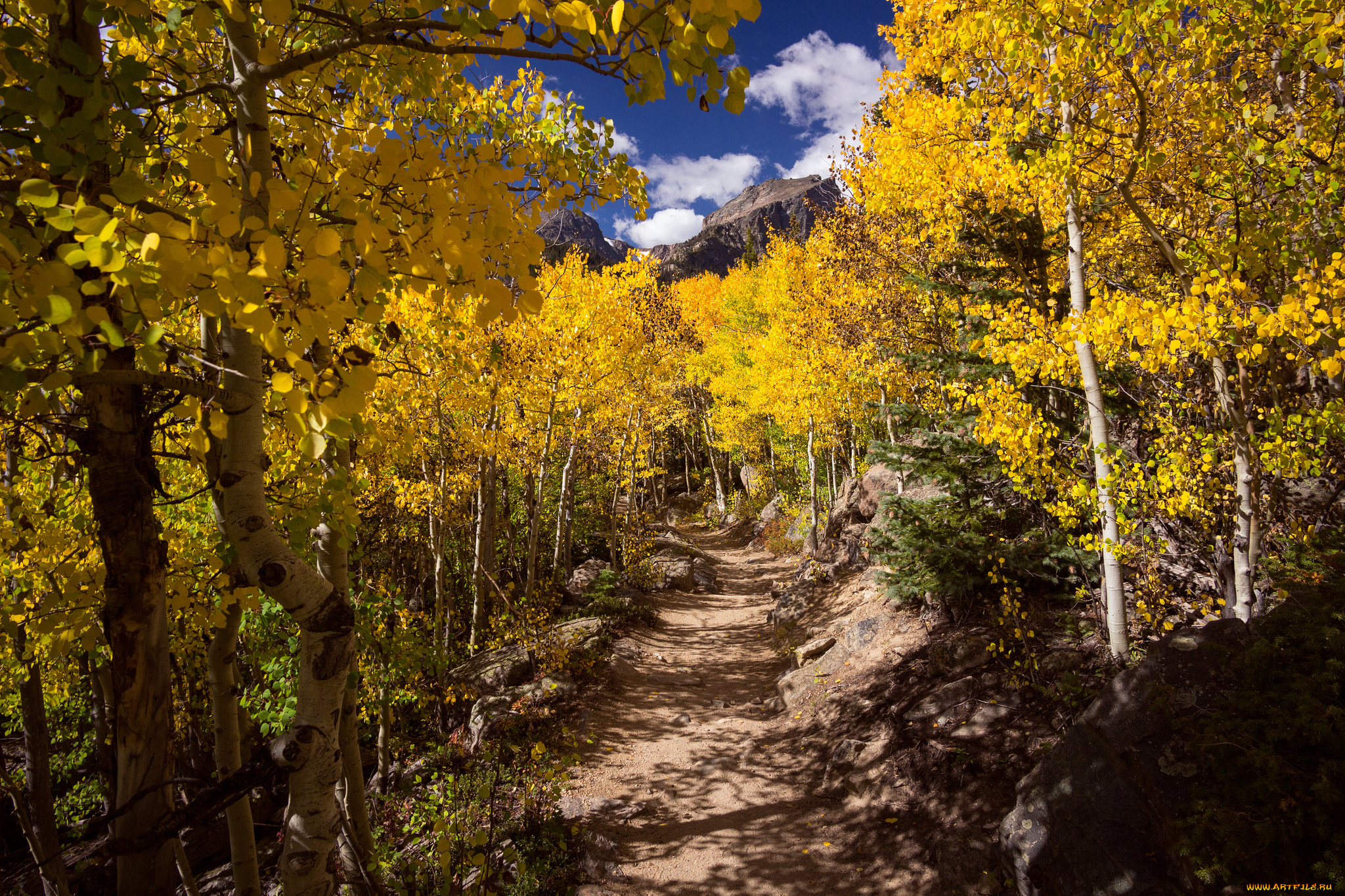 природа, лес, простор