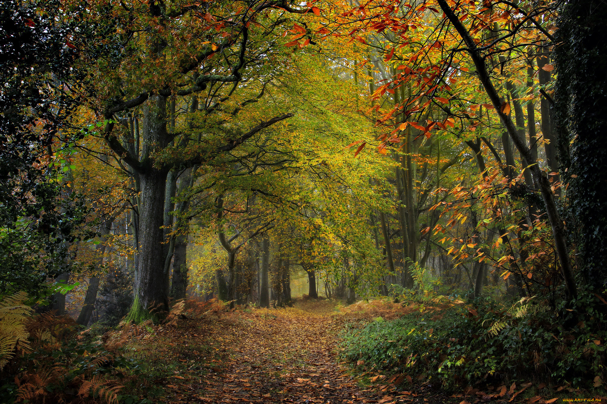 природа, лес, простор